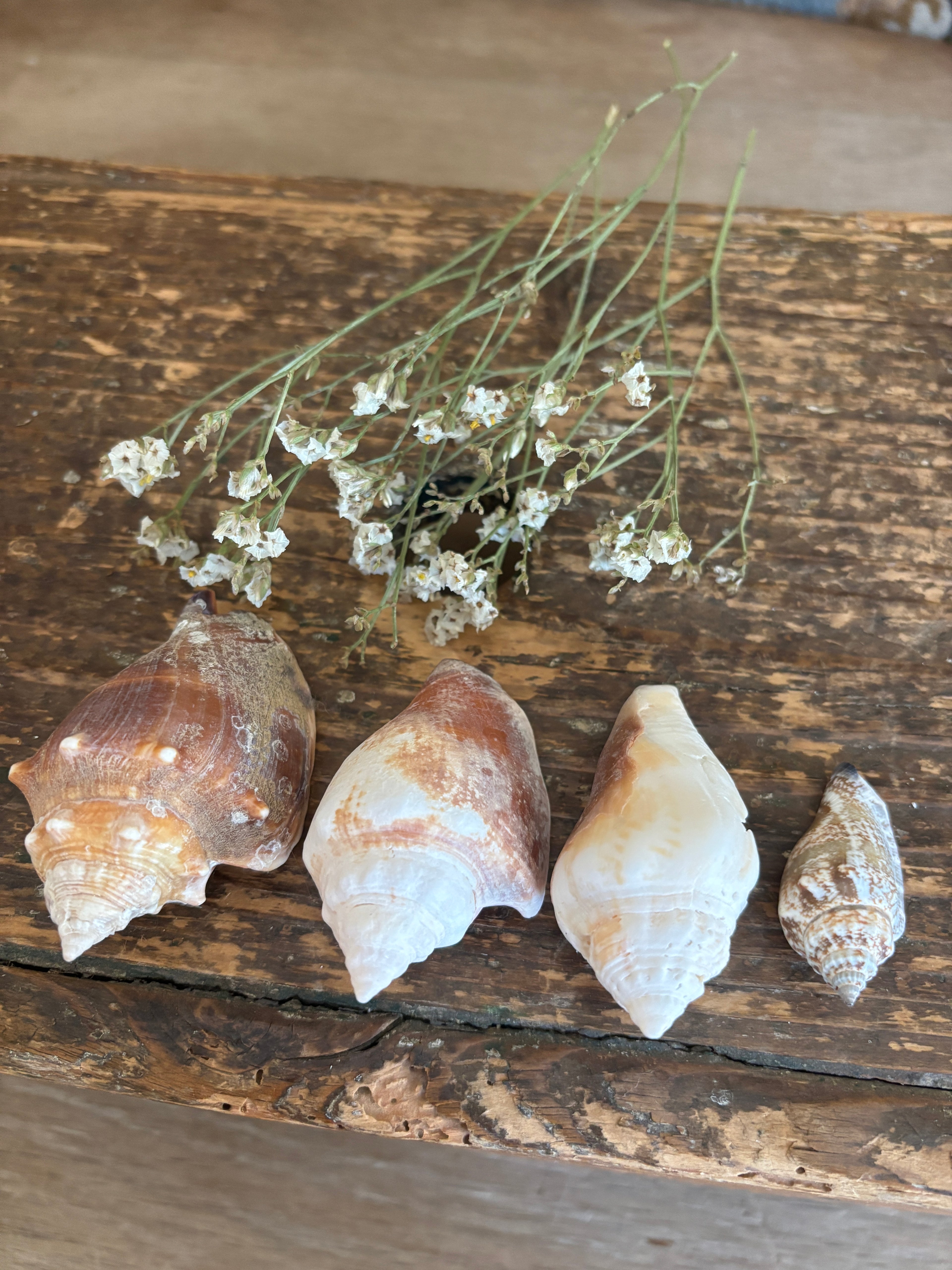 Conch & Spiral Shell Bundle