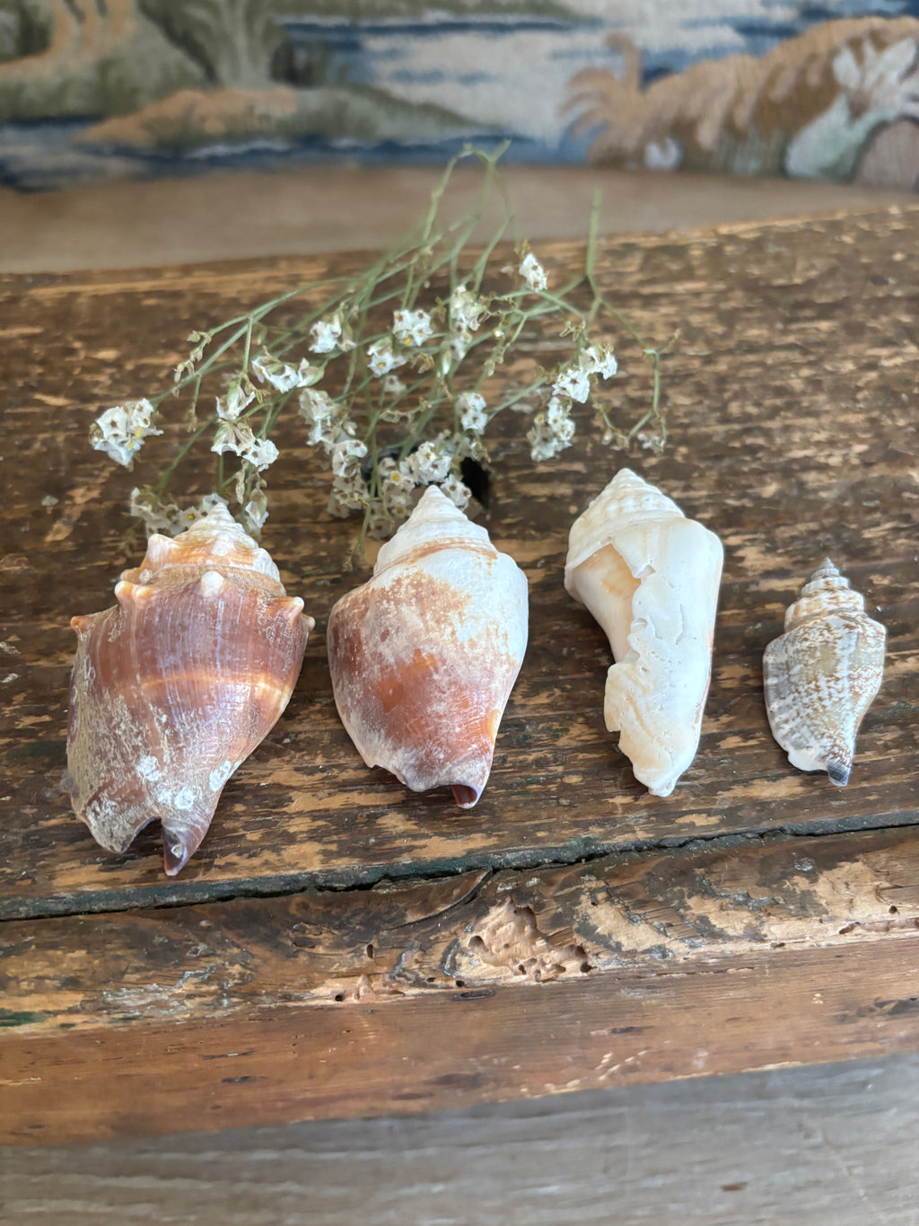 Conch & Spiral Shell Bundle