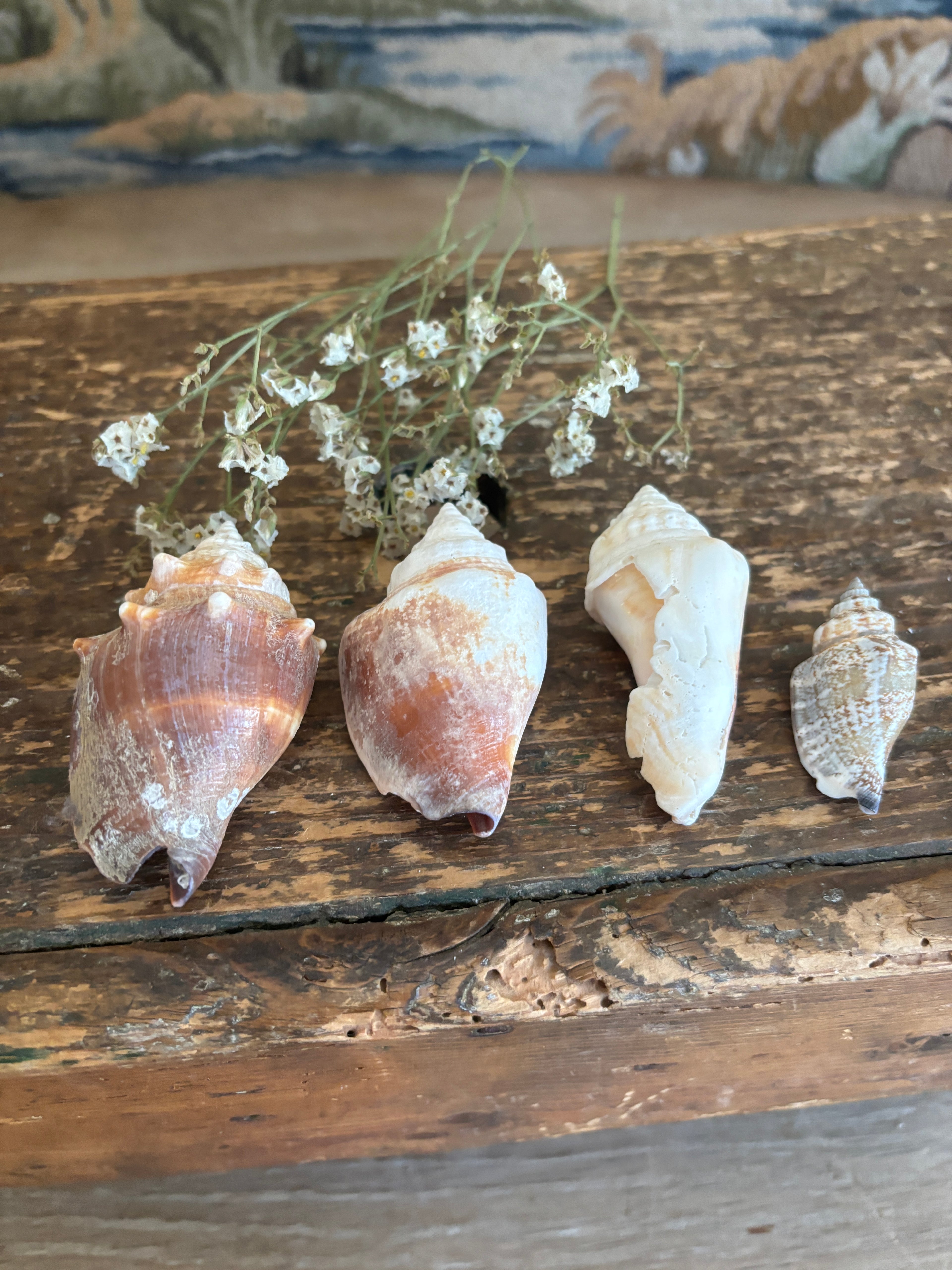 Conch & Spiral Shell Bundle
