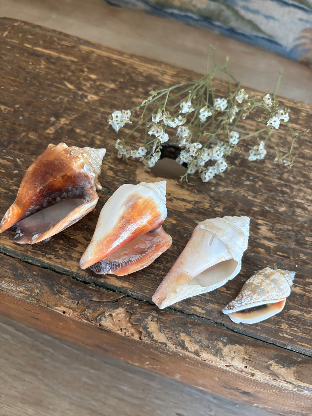 Conch & Spiral Shell Bundle