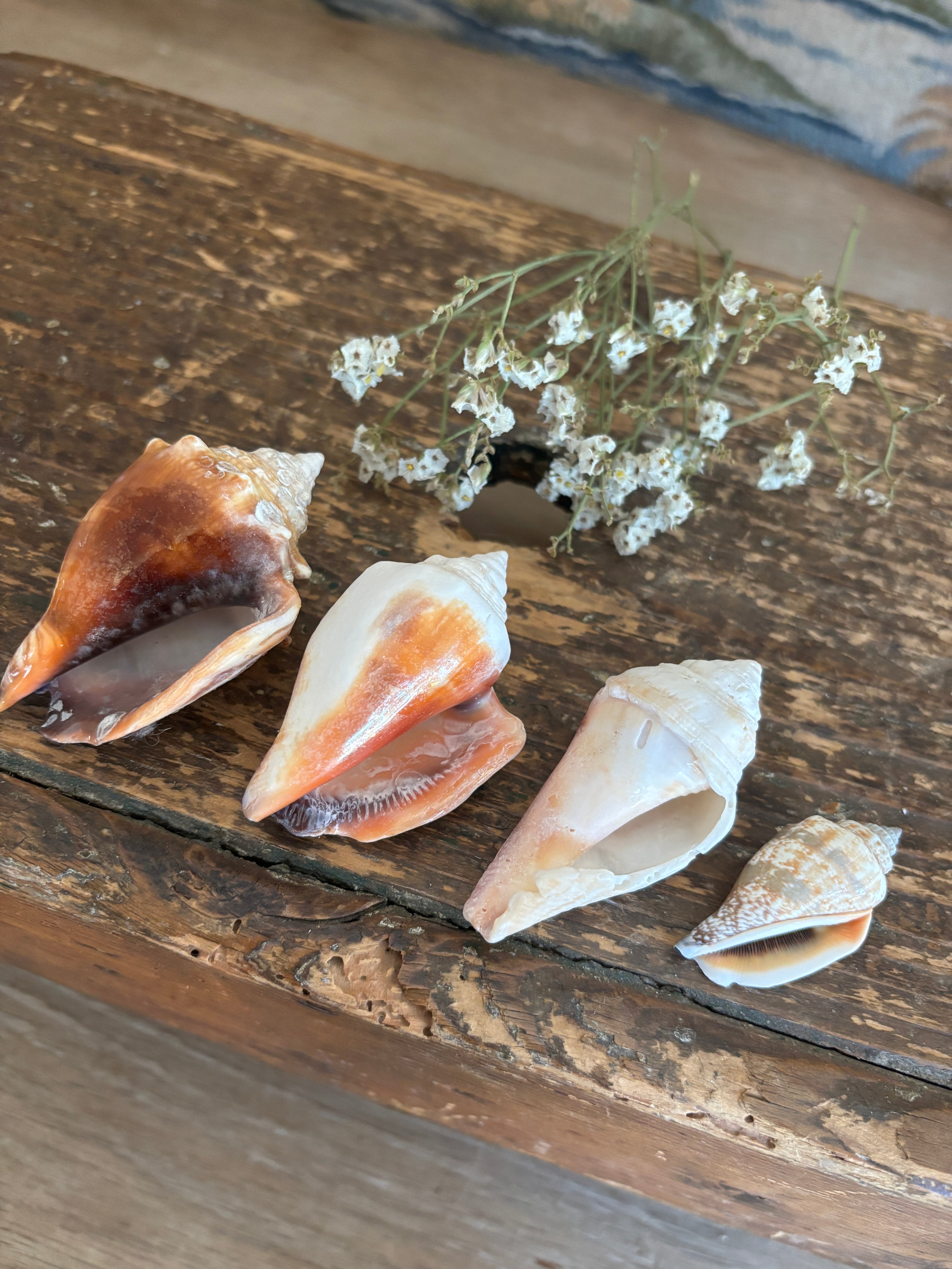 Conch & Spiral Shell Bundle
