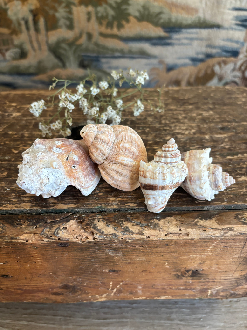 Conch & Japanese Land Snail Shell Bundle