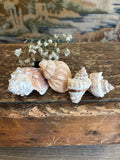 Conch & Japanese Land Snail Shell Bundle