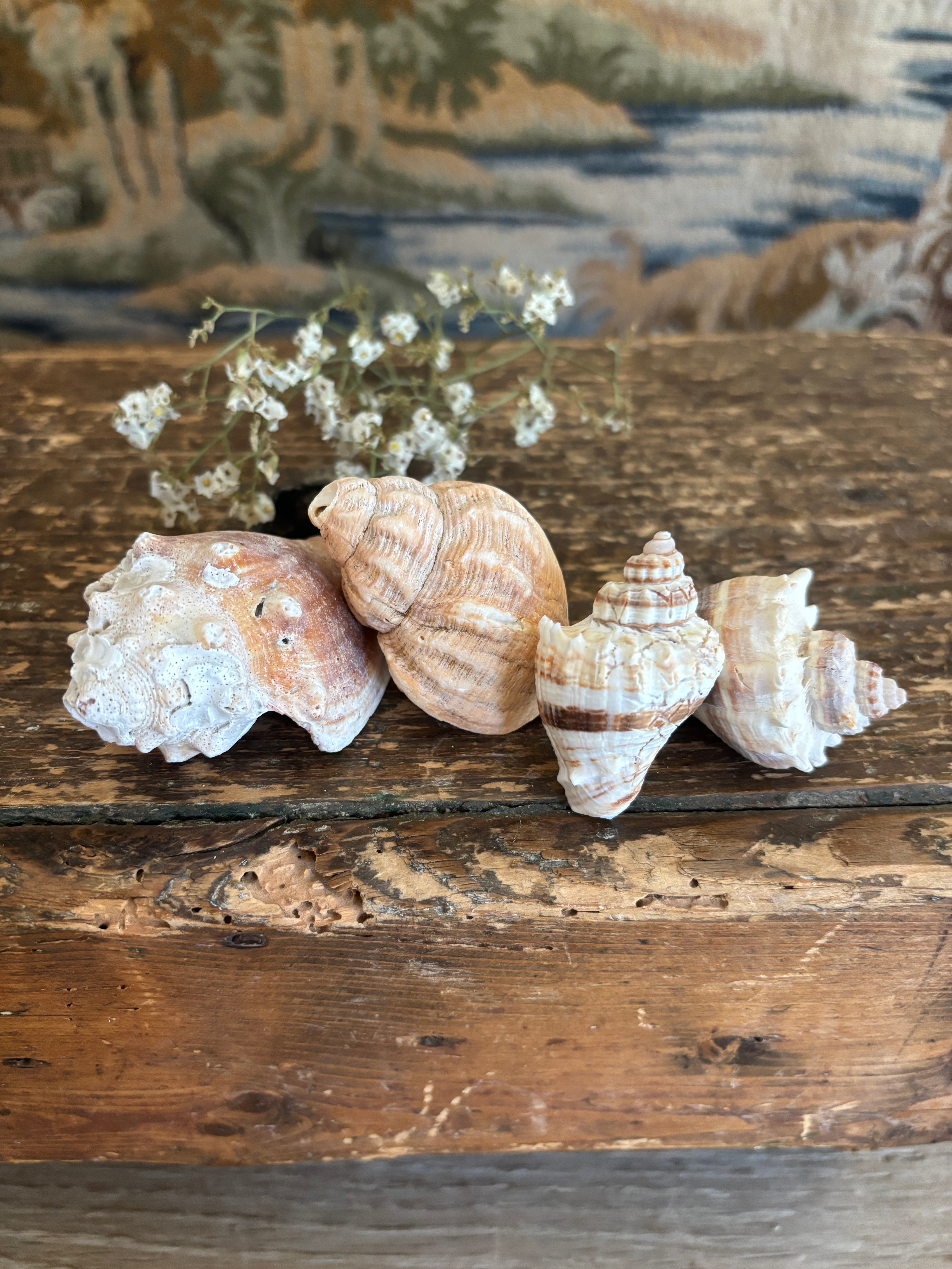 Conch & Japanese Land Snail Shell Bundle
