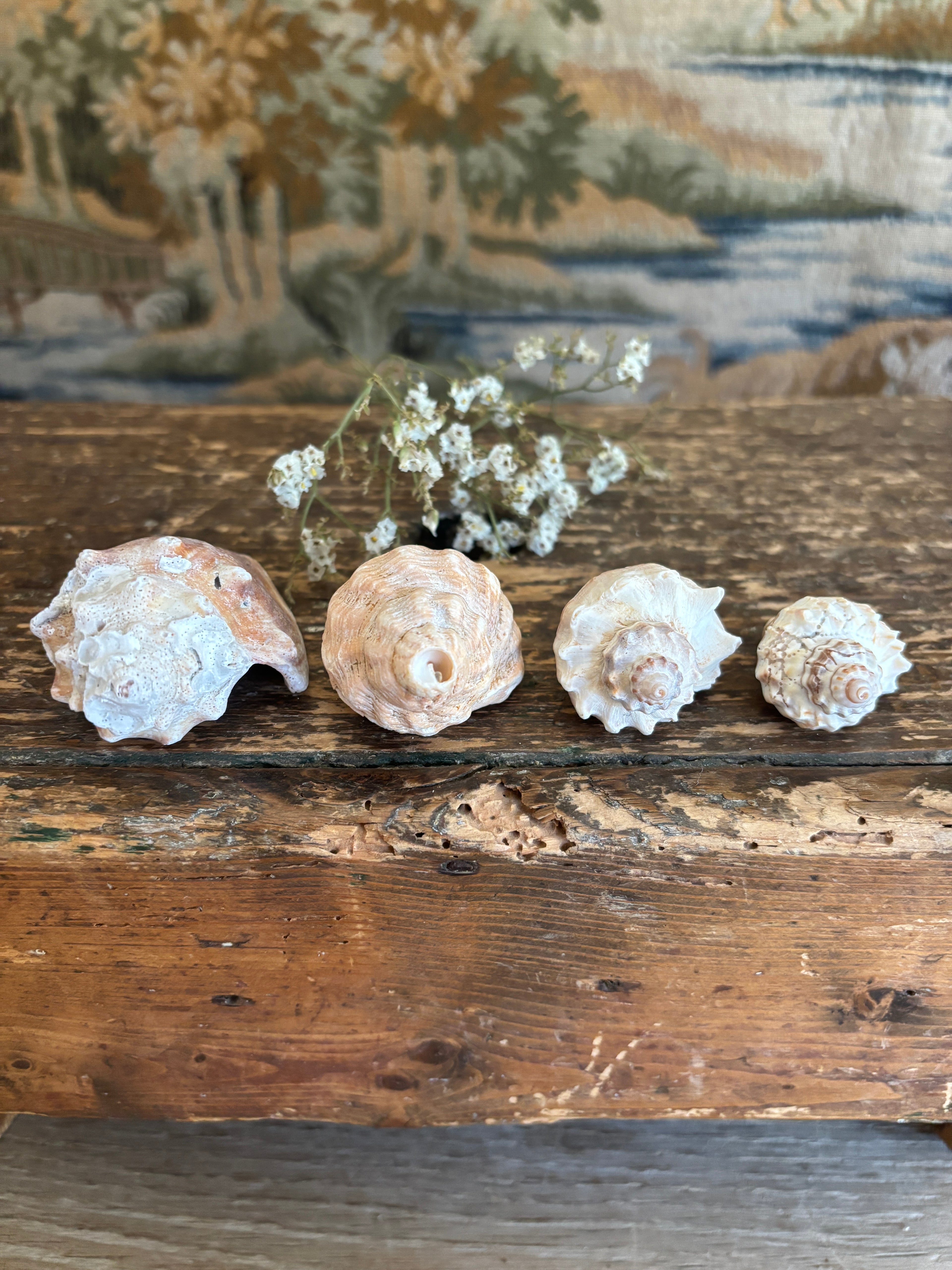 Conch & Japanese Land Snail Shell Bundle