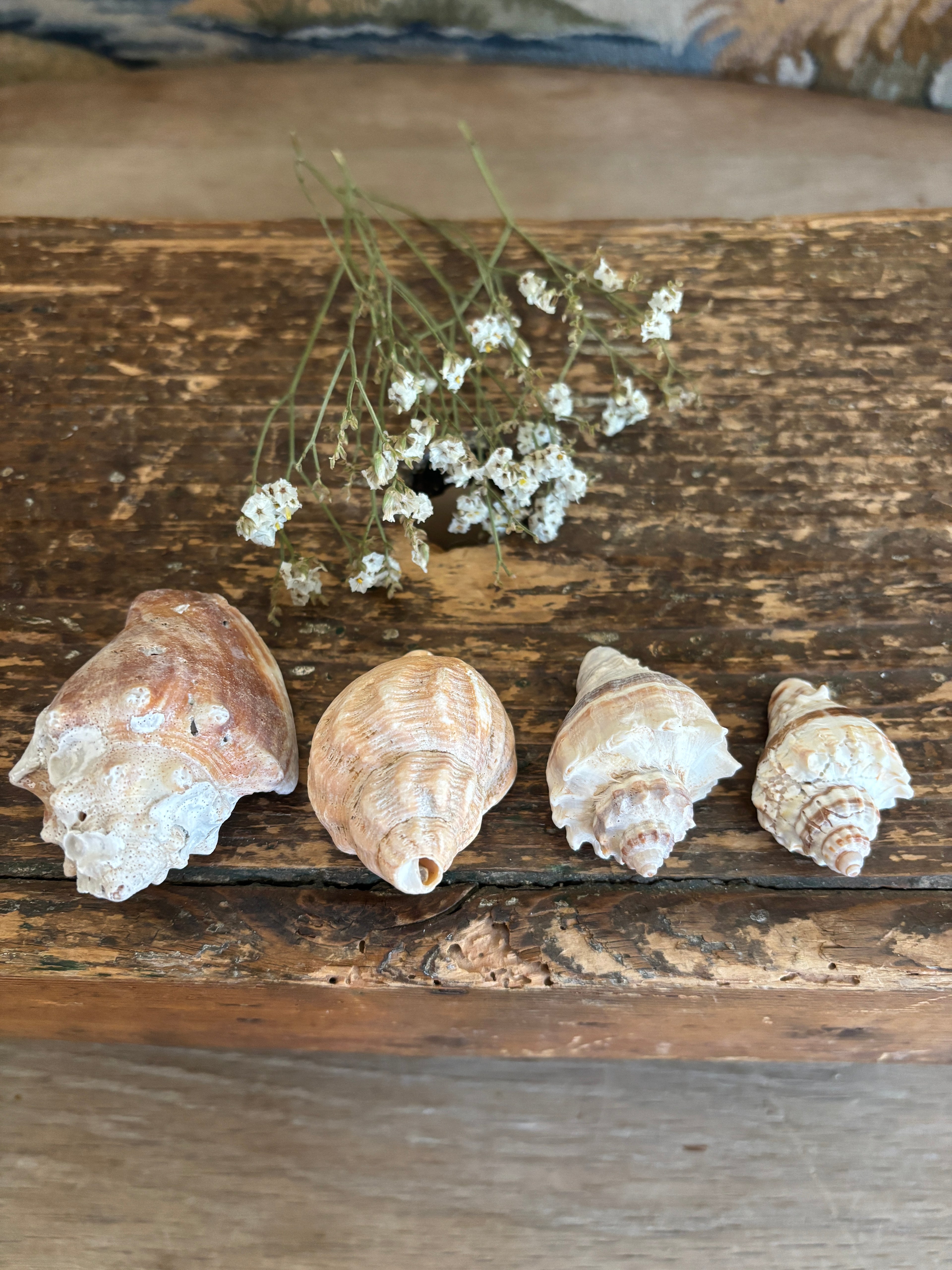 Conch & Japanese Land Snail Shell Bundle