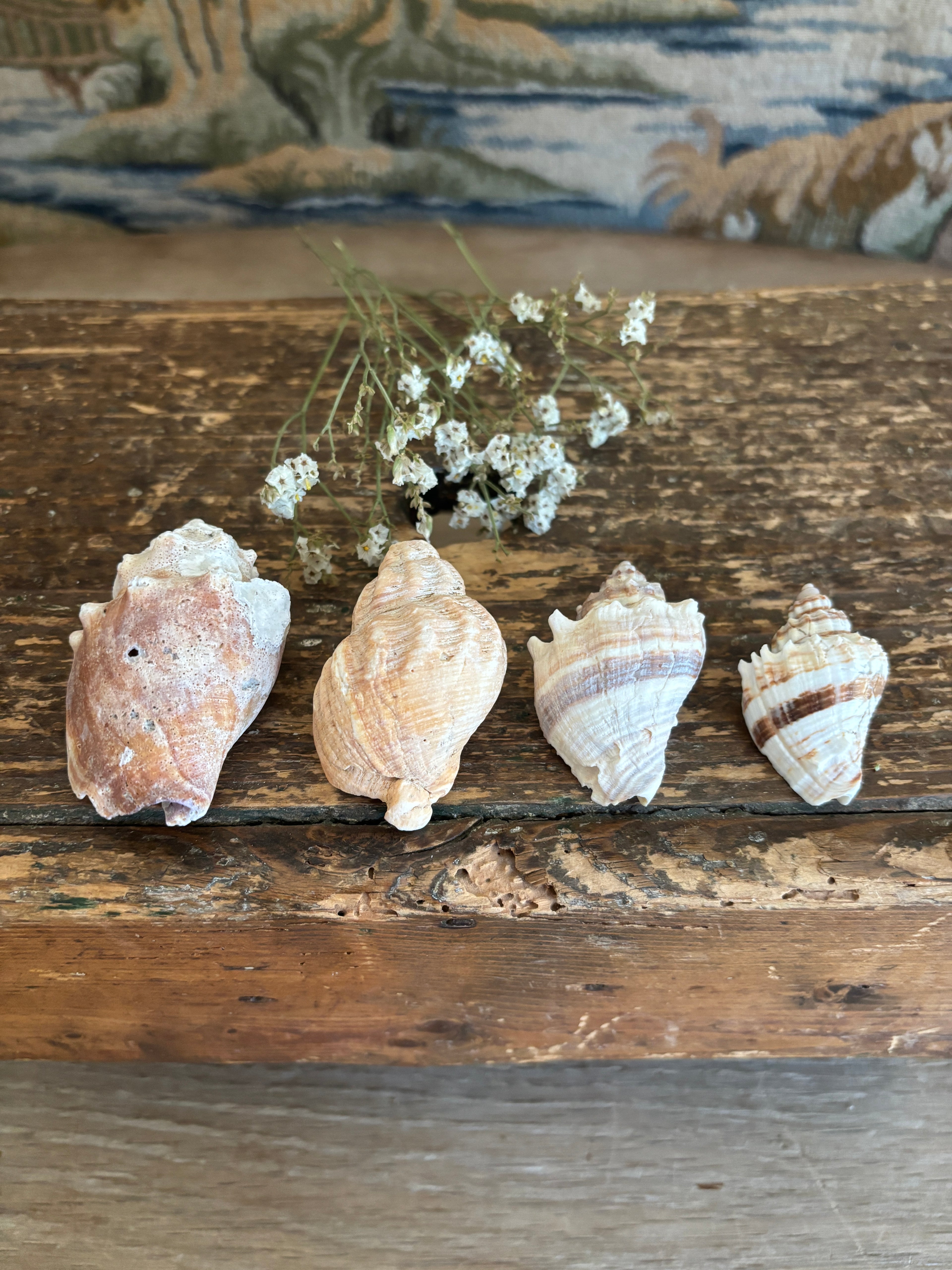 Conch & Japanese Land Snail Shell Bundle