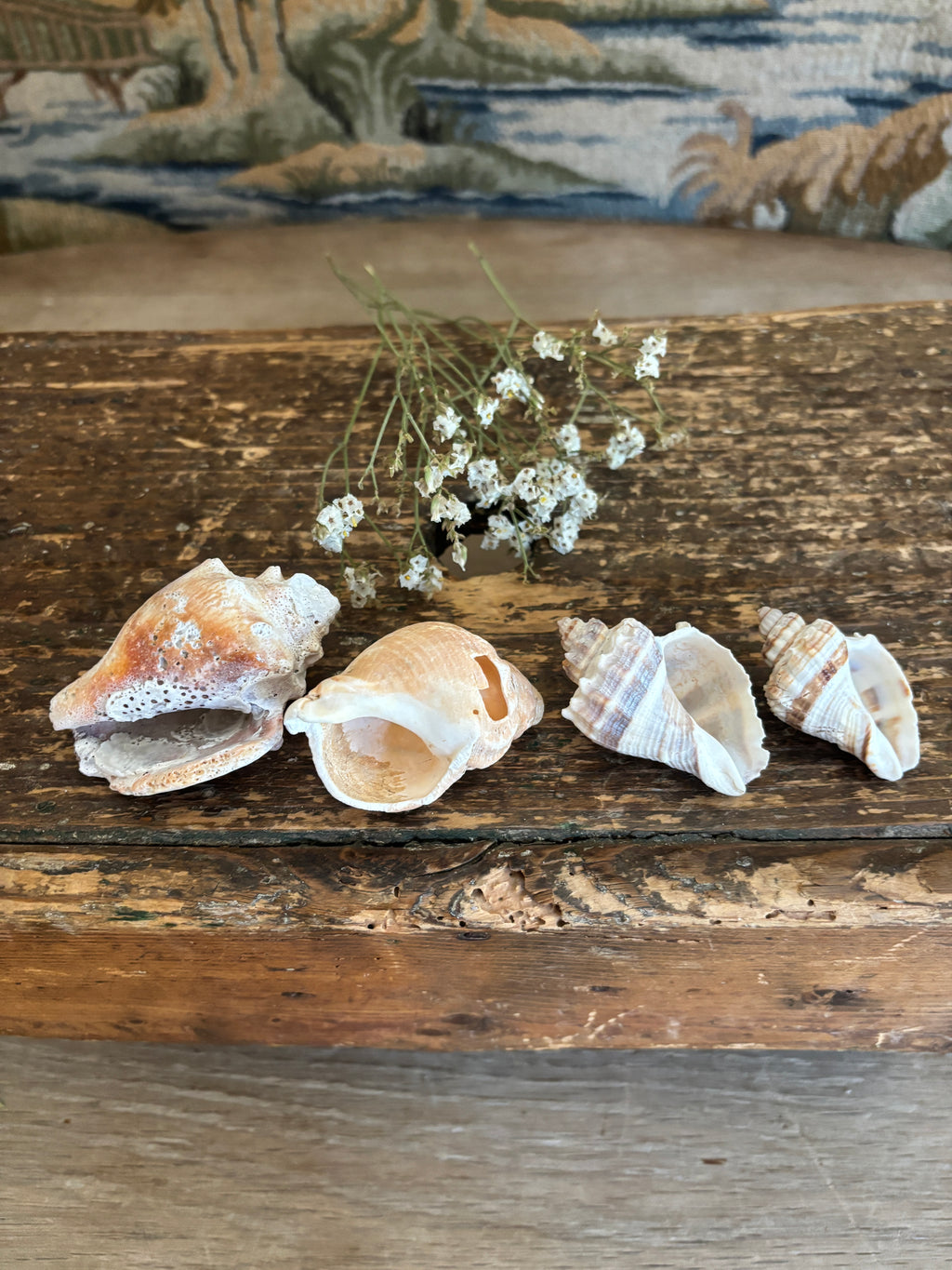 Conch & Japanese Land Snail Shell Bundle