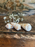 Inscriptus Cone Shell Bundle