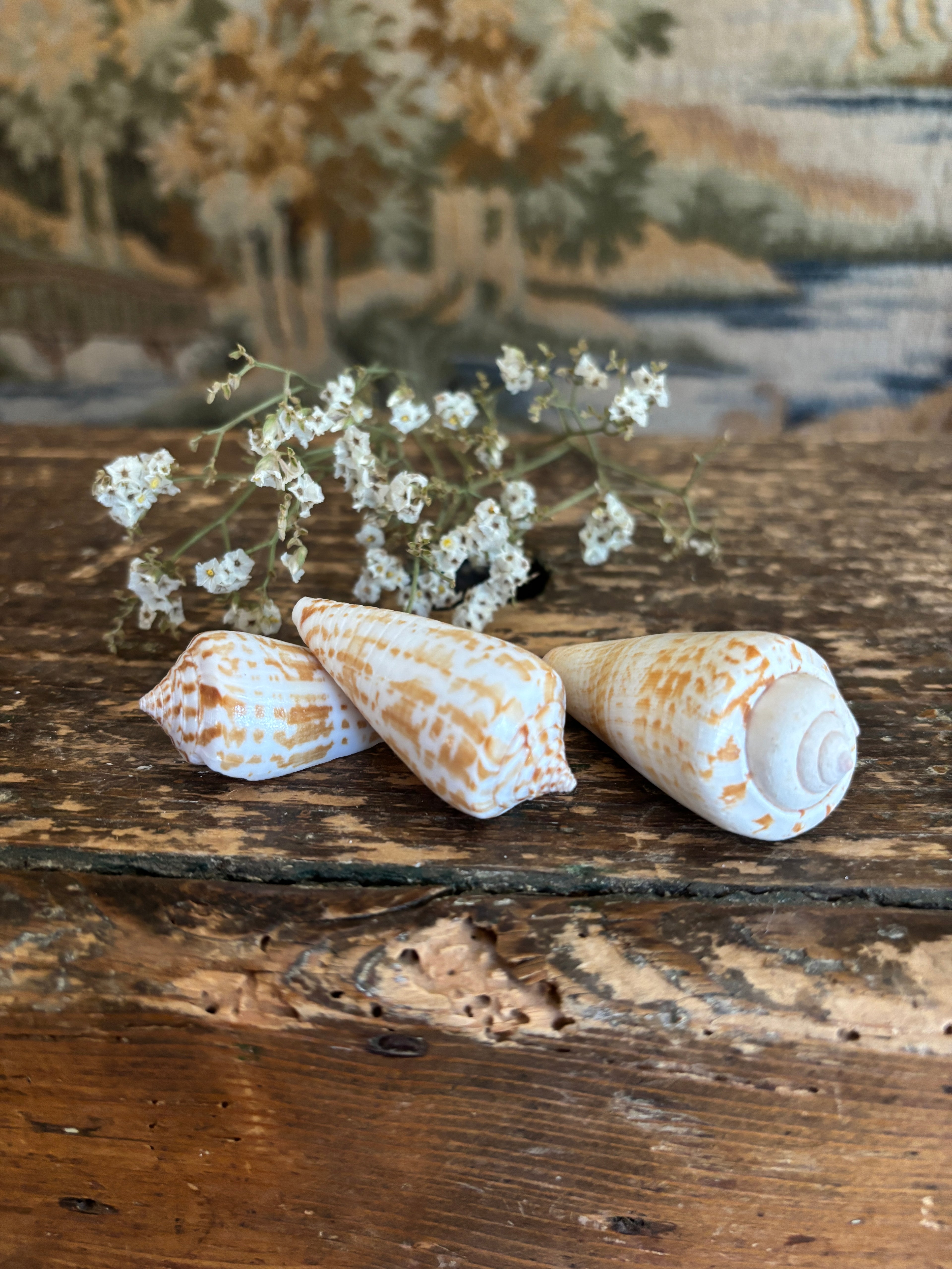 Inscriptus Cone Shell Bundle