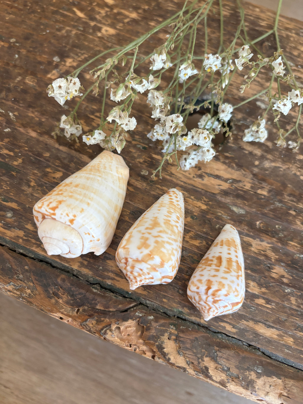 Inscriptus Cone Shell Bundle