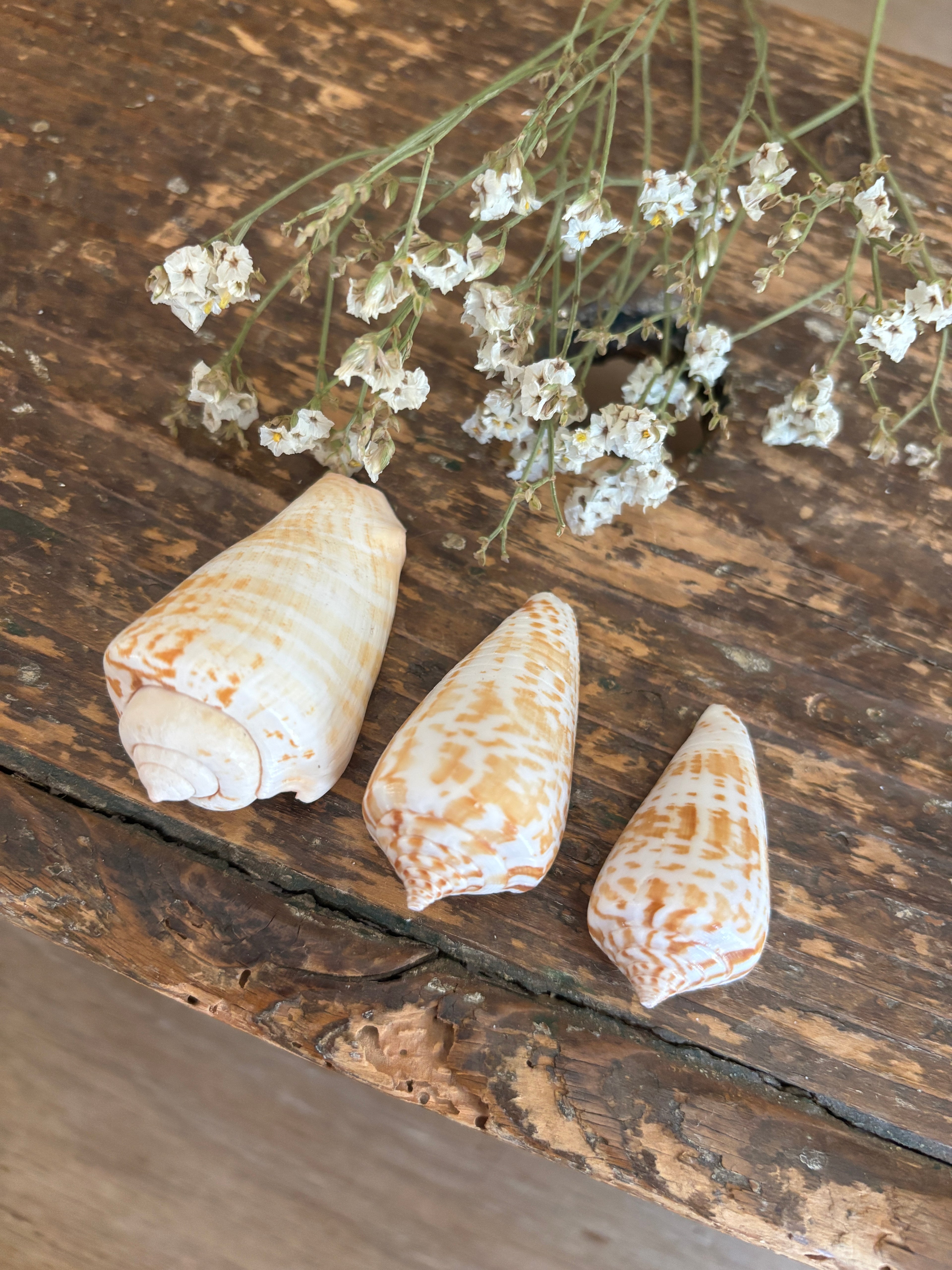 Inscriptus Cone Shell Bundle