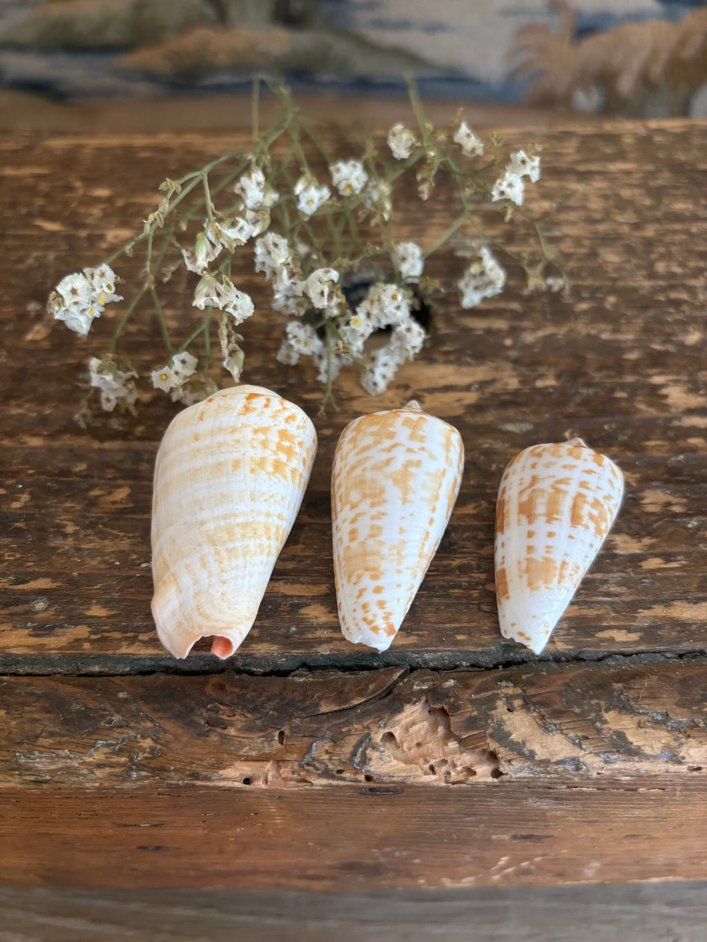 Inscriptus Cone Shell Bundle
