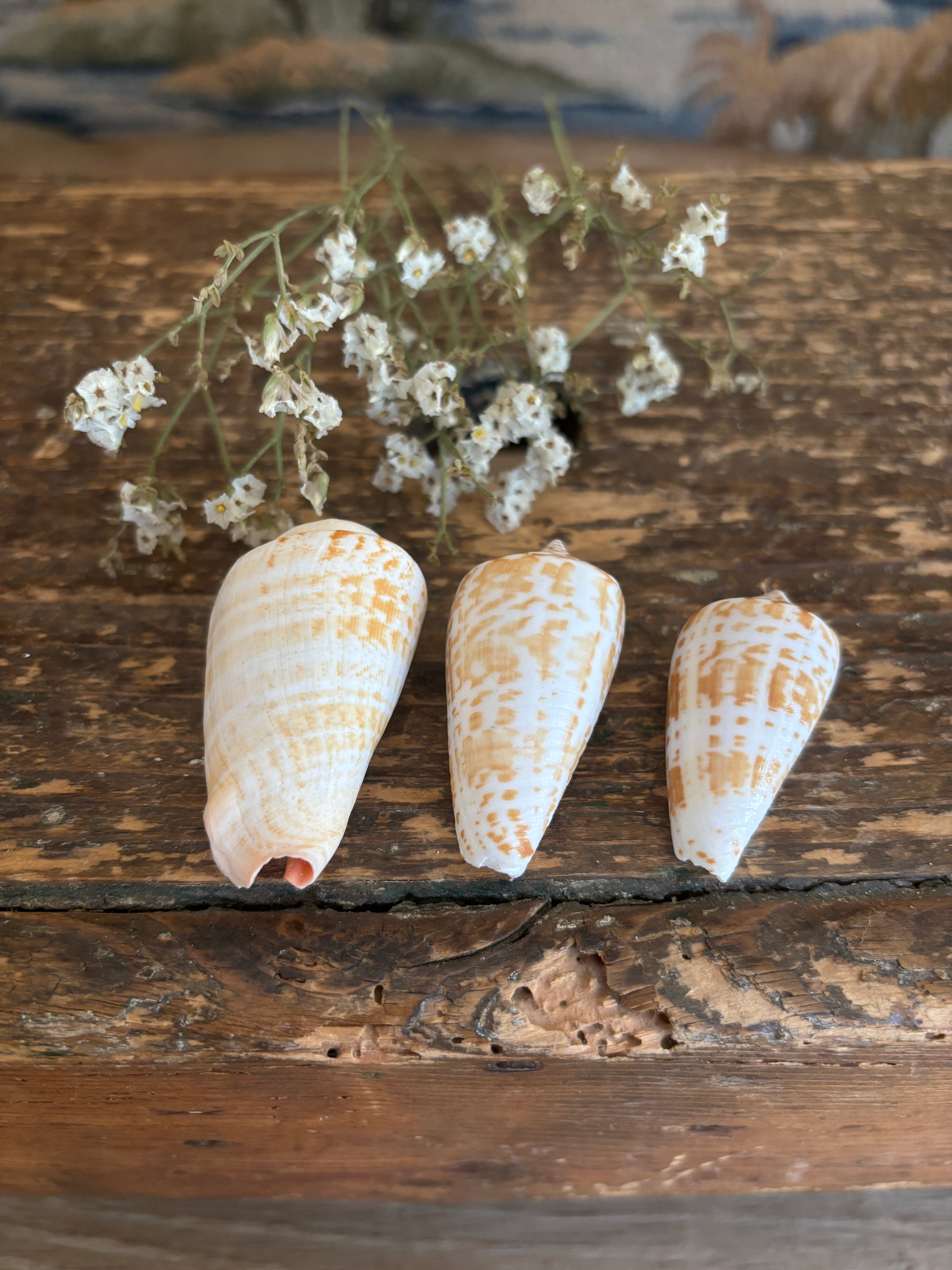 Inscriptus Cone Shell Bundle