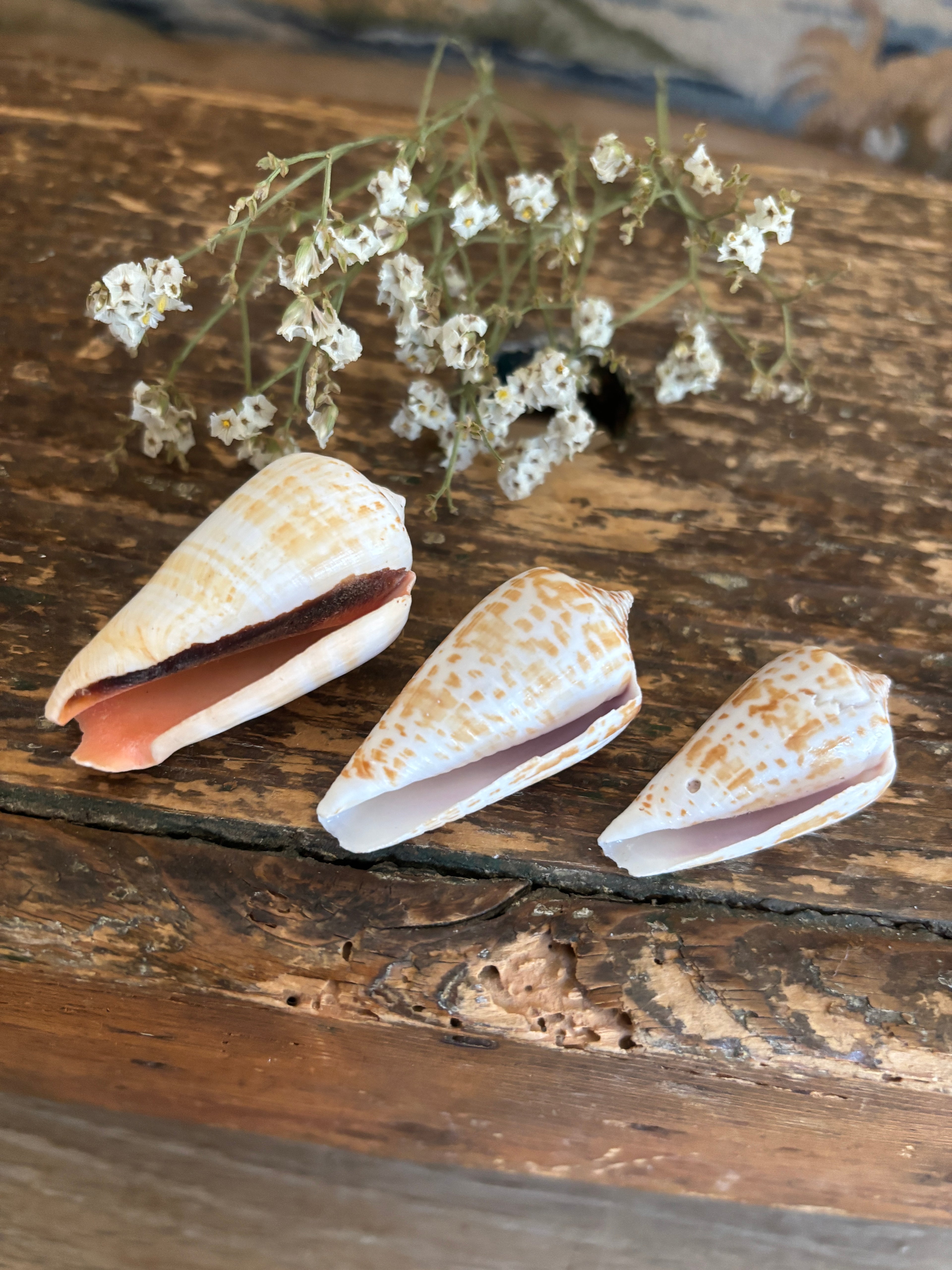 Inscriptus Cone Shell Bundle
