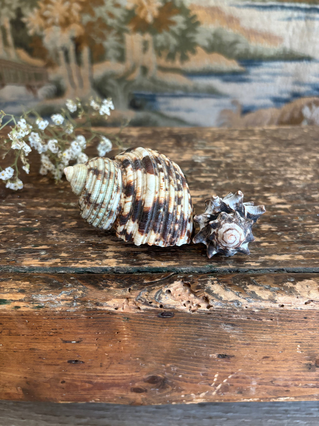 Turbo & Pacific Vase Shell Bundle