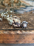 Turbo & Pacific Vase Shell Bundle