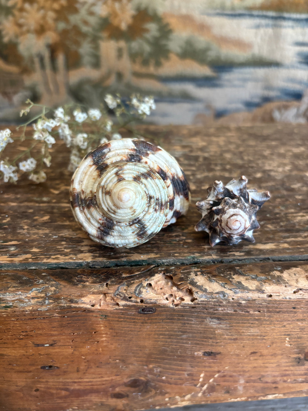Turbo & Pacific Vase Shell Bundle