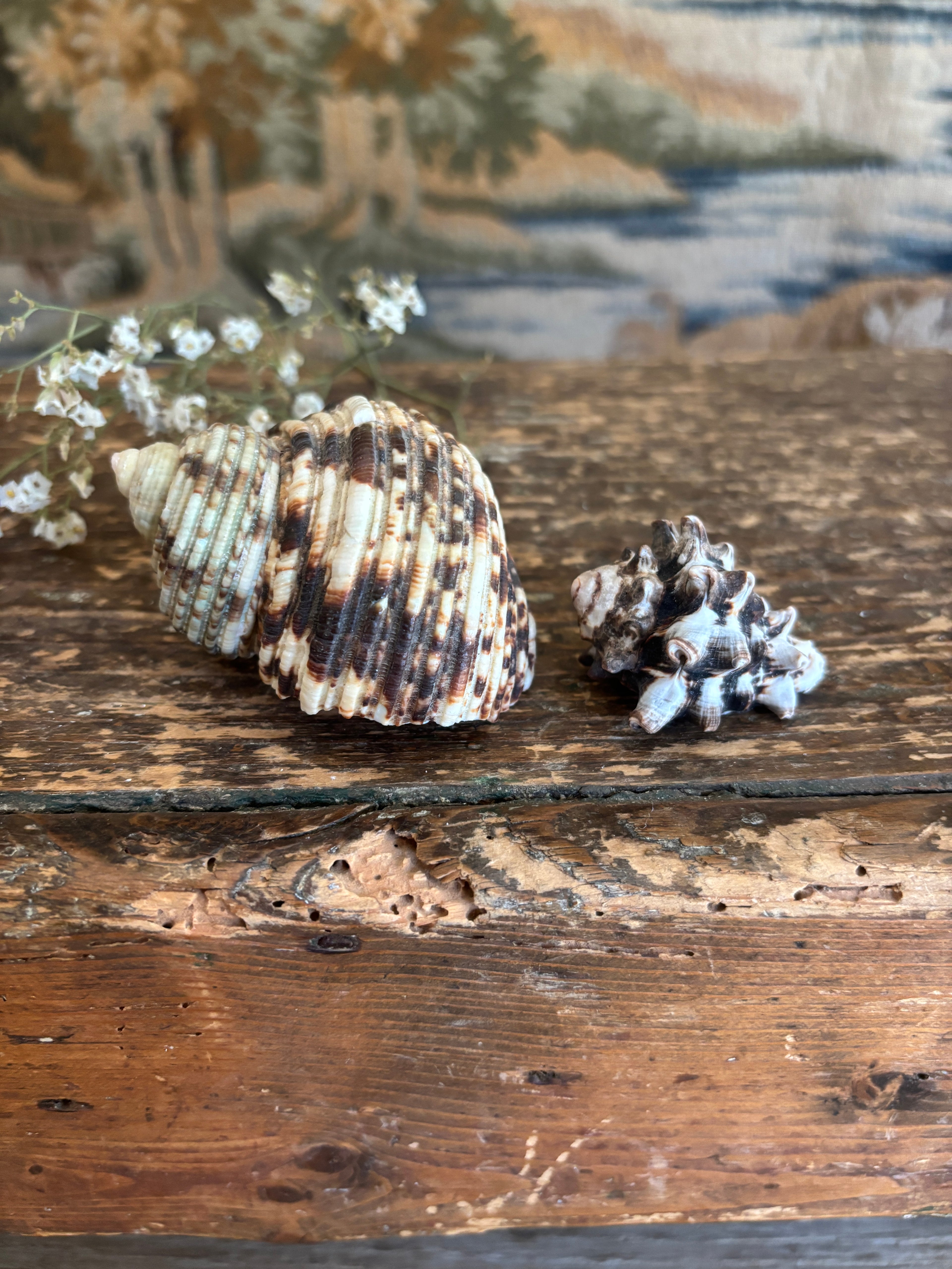Turbo & Pacific Vase Shell Bundle