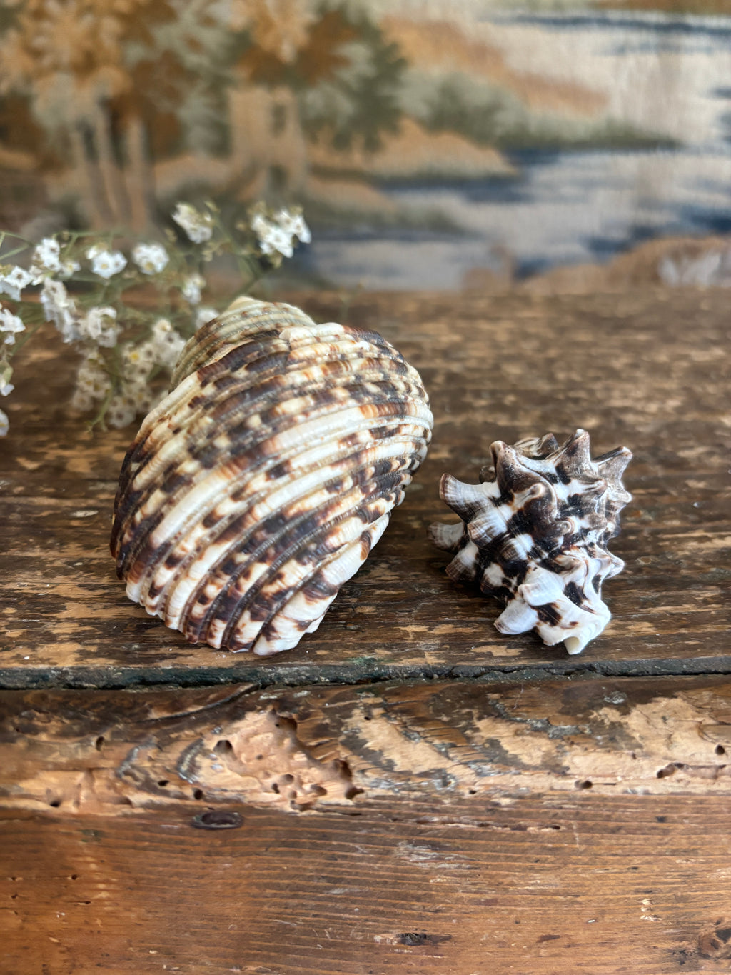 Turbo & Pacific Vase Shell Bundle