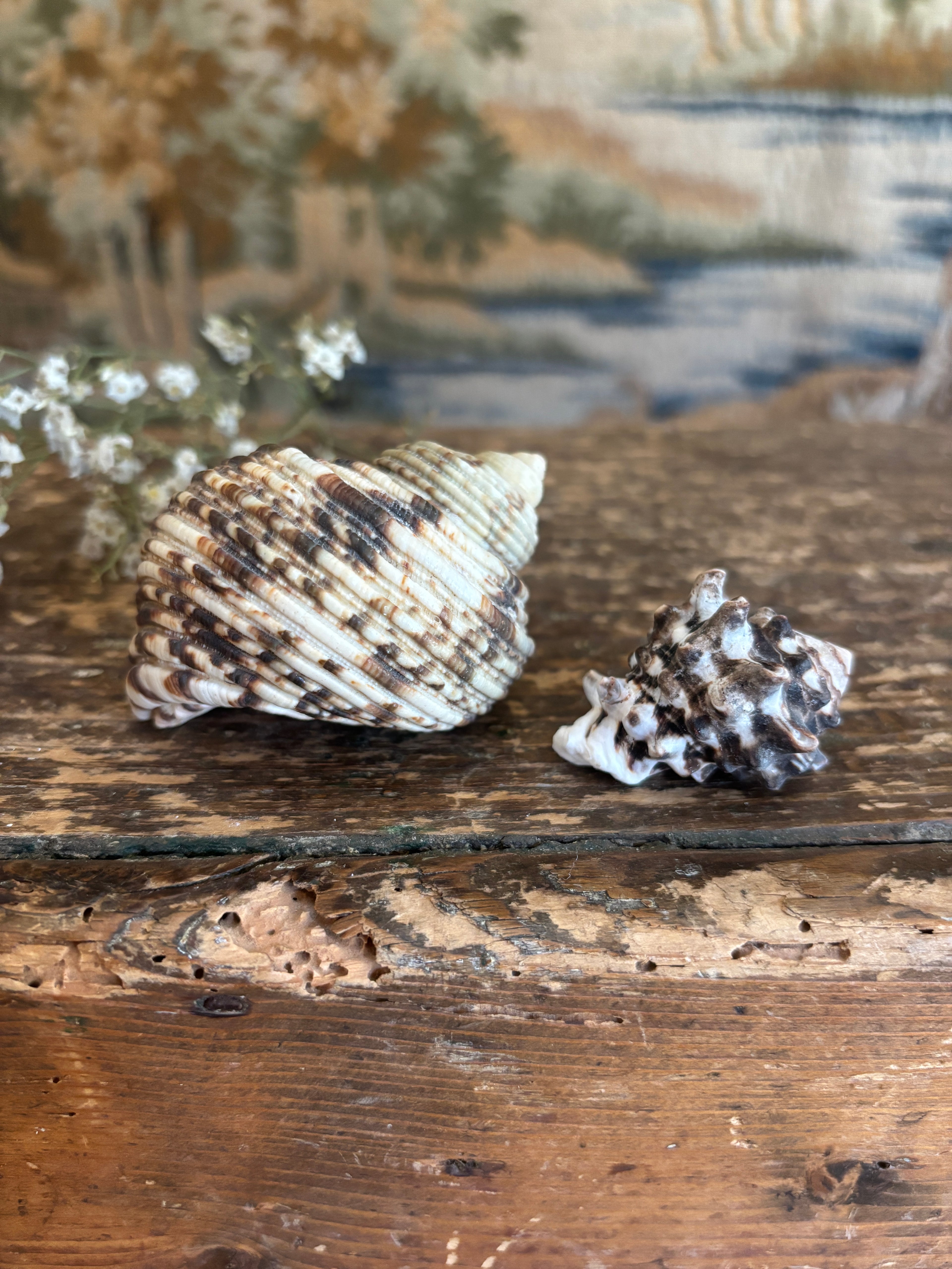 Turbo & Pacific Vase Shell Bundle