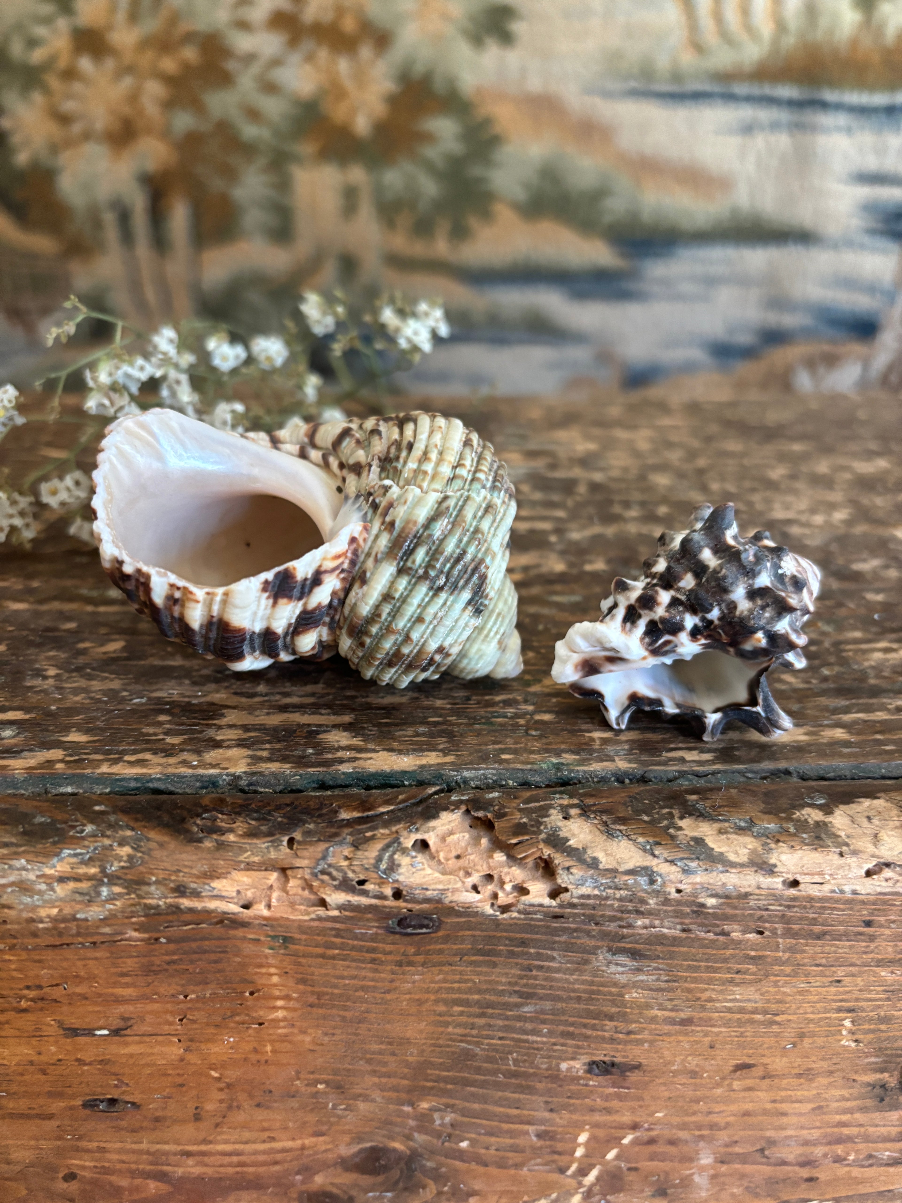 Turbo & Pacific Vase Shell Bundle