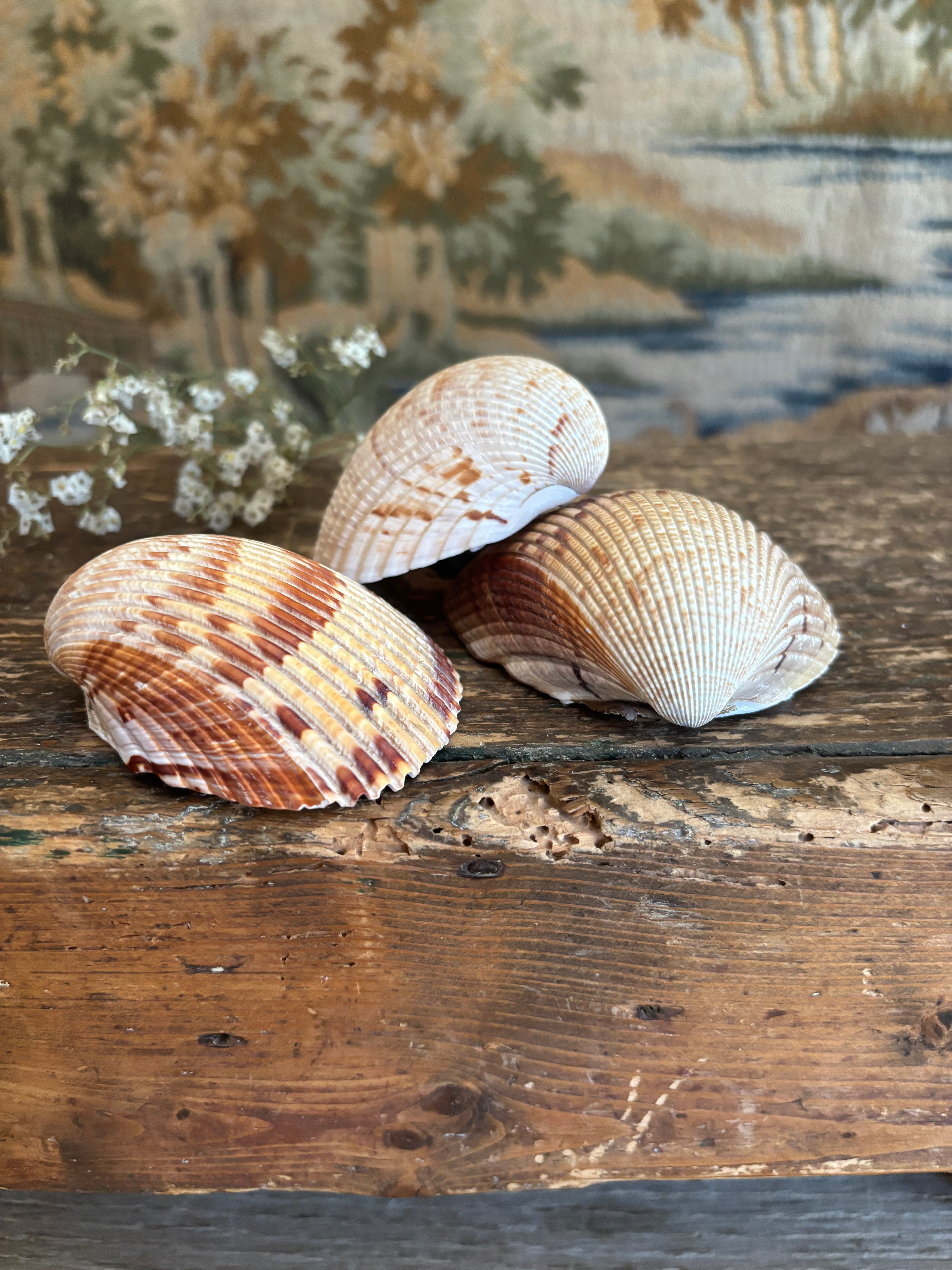 Atlantic Prickly Cockle Shell Bundle