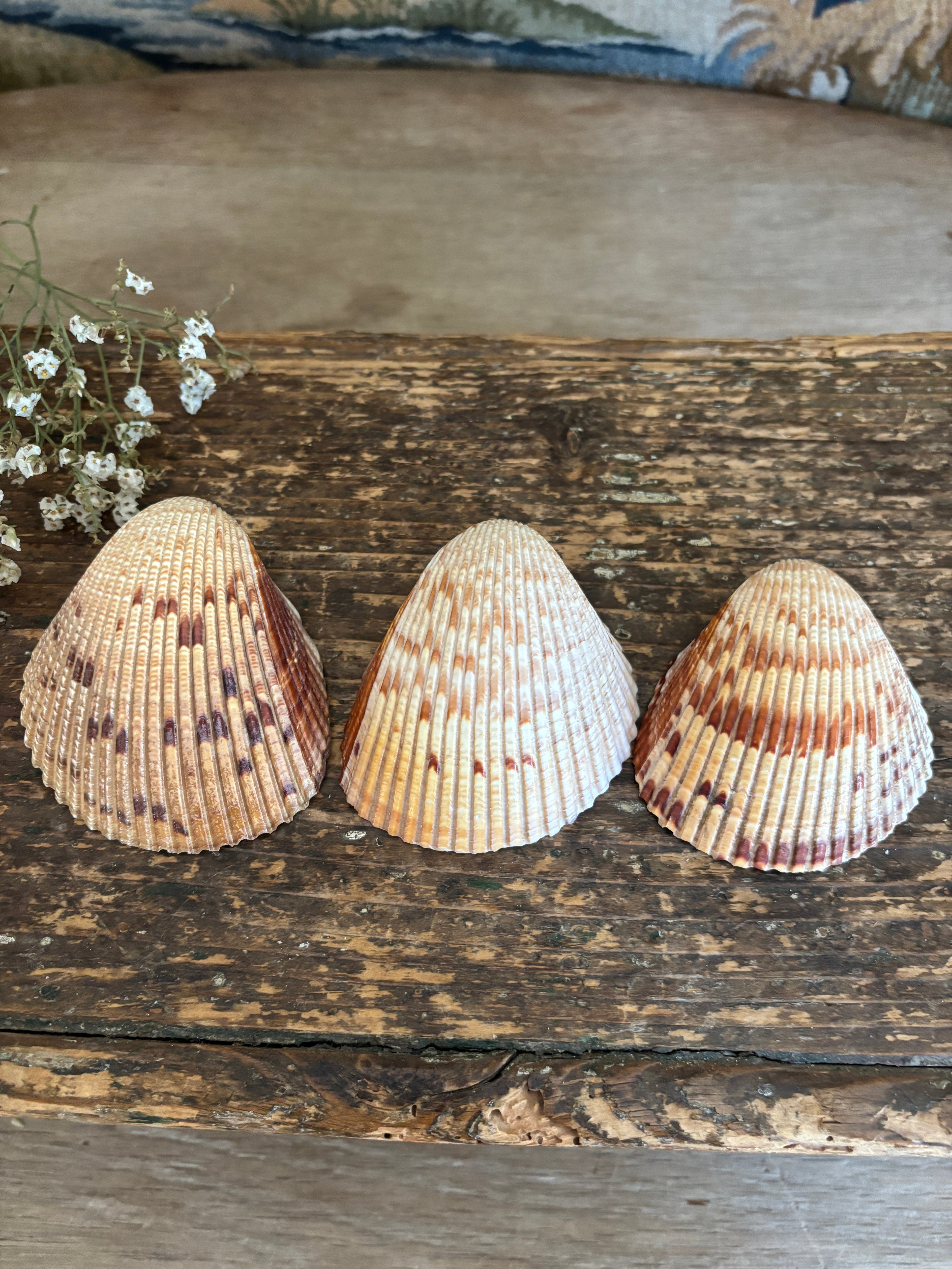 Atlantic Prickly Cockle Shell Bundle