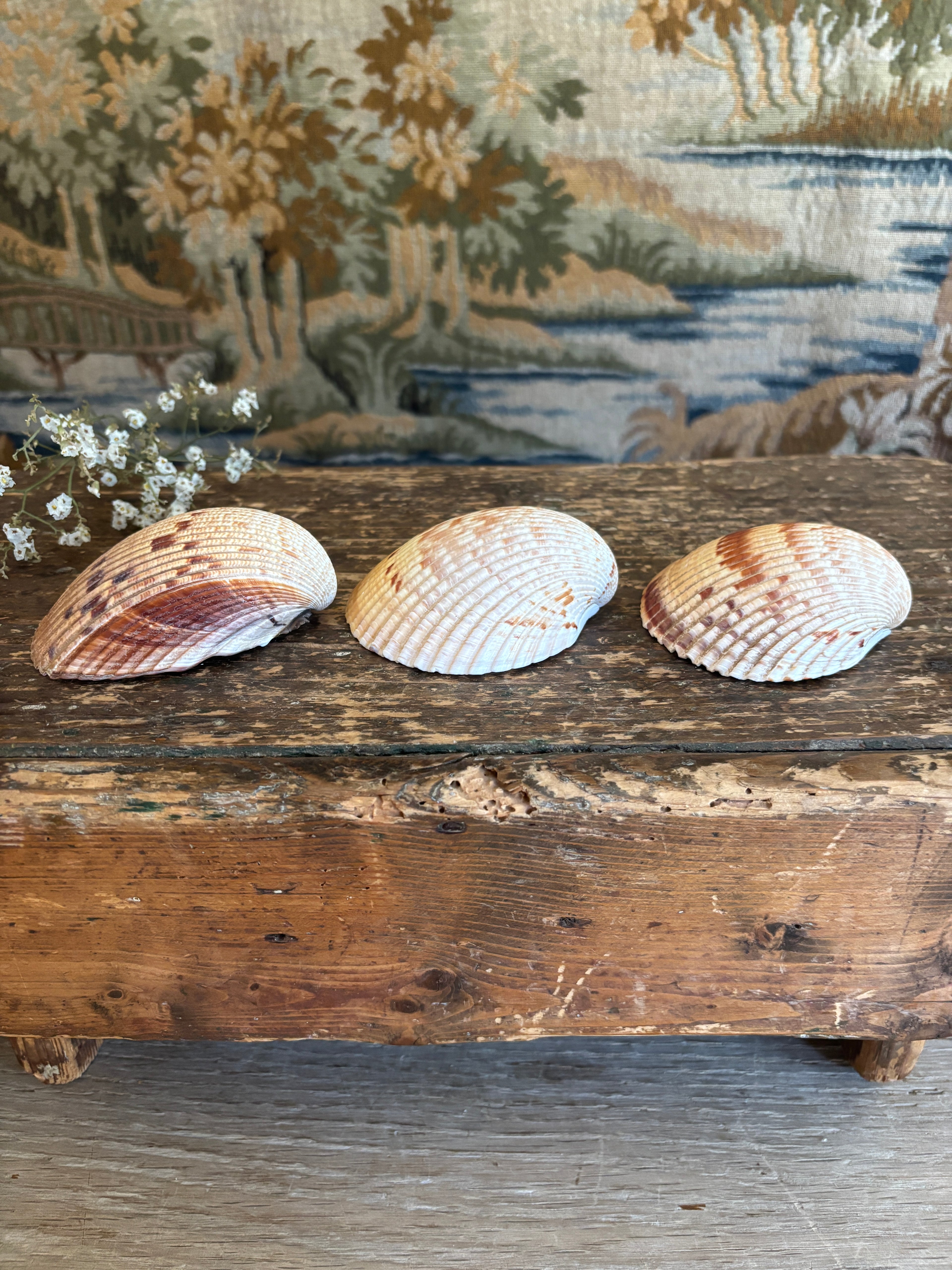 Atlantic Prickly Cockle Shell Bundle