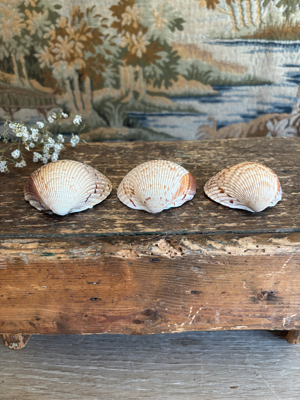 Atlantic Prickly Cockle Shell Bundle