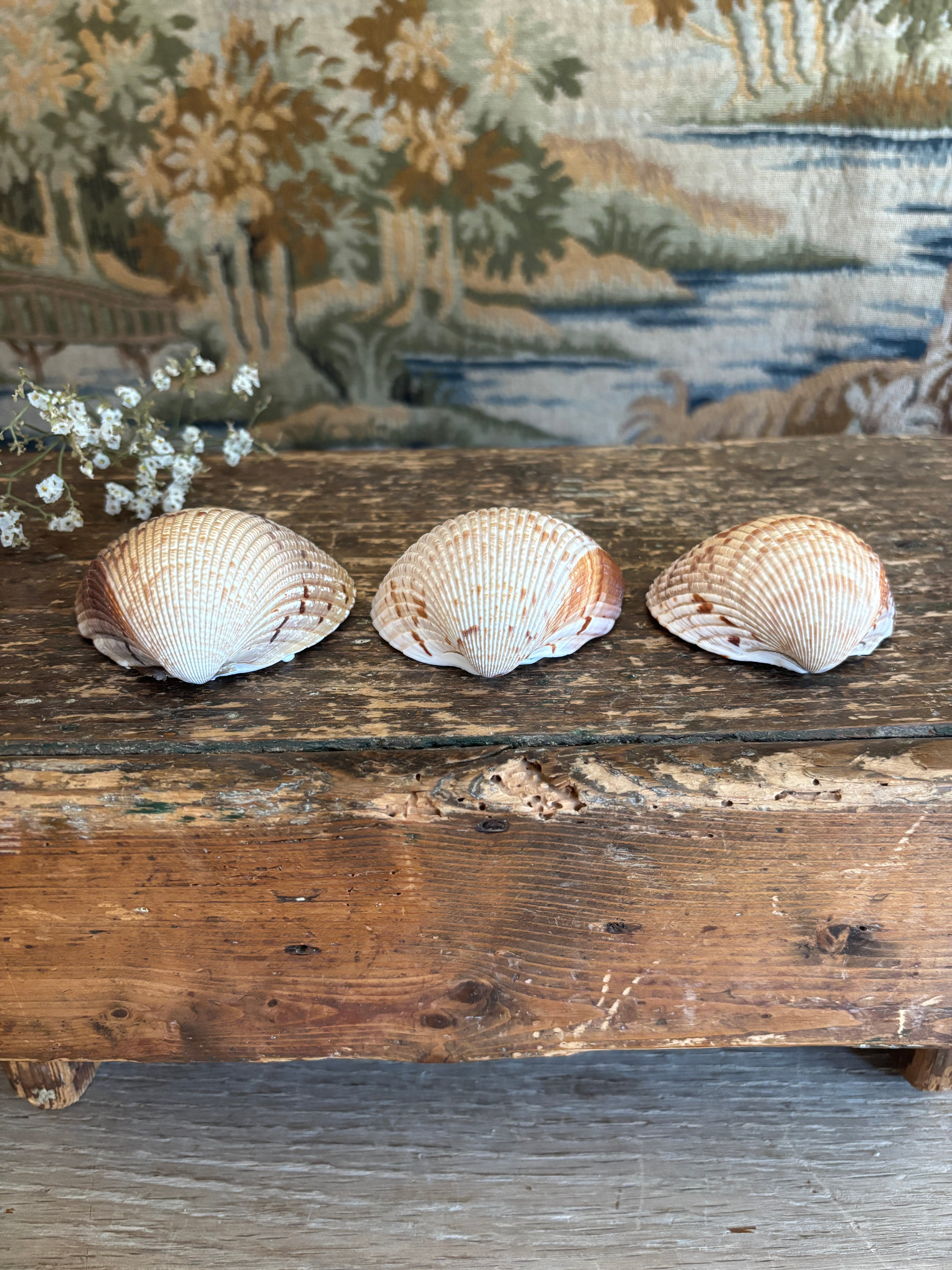 Atlantic Prickly Cockle Shell Bundle