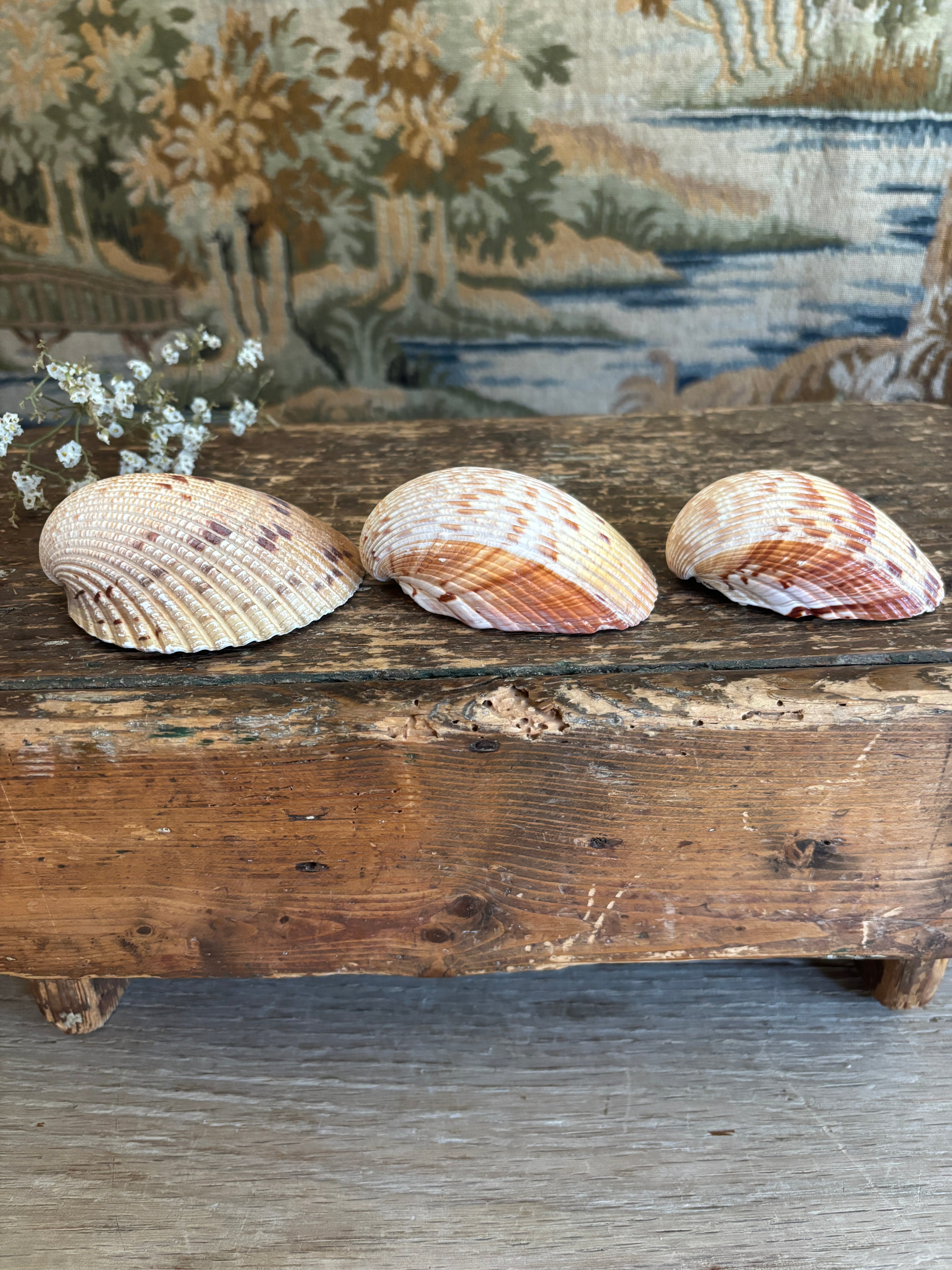 Atlantic Prickly Cockle Shell Bundle