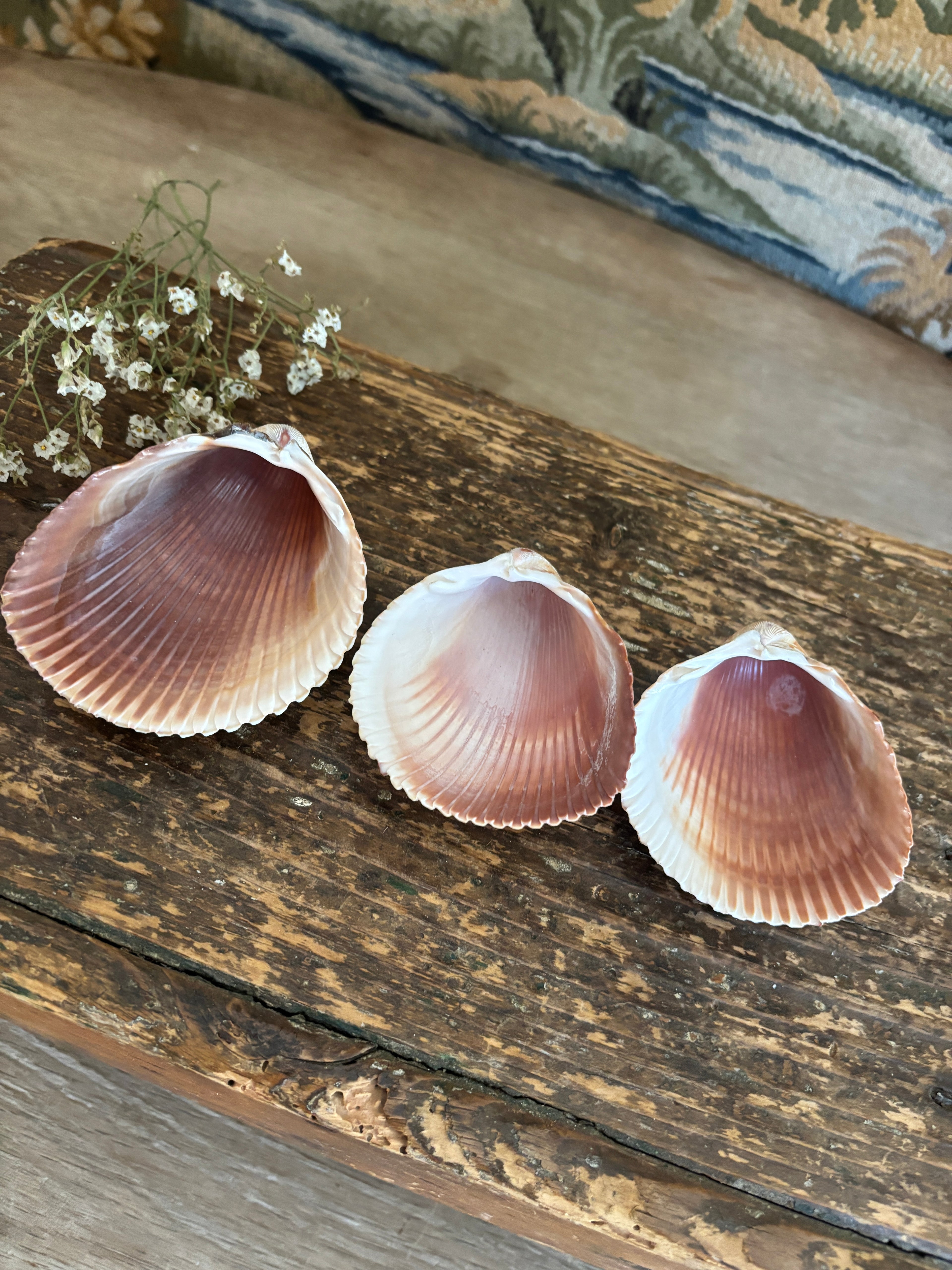 Atlantic Prickly Cockle Shell Bundle