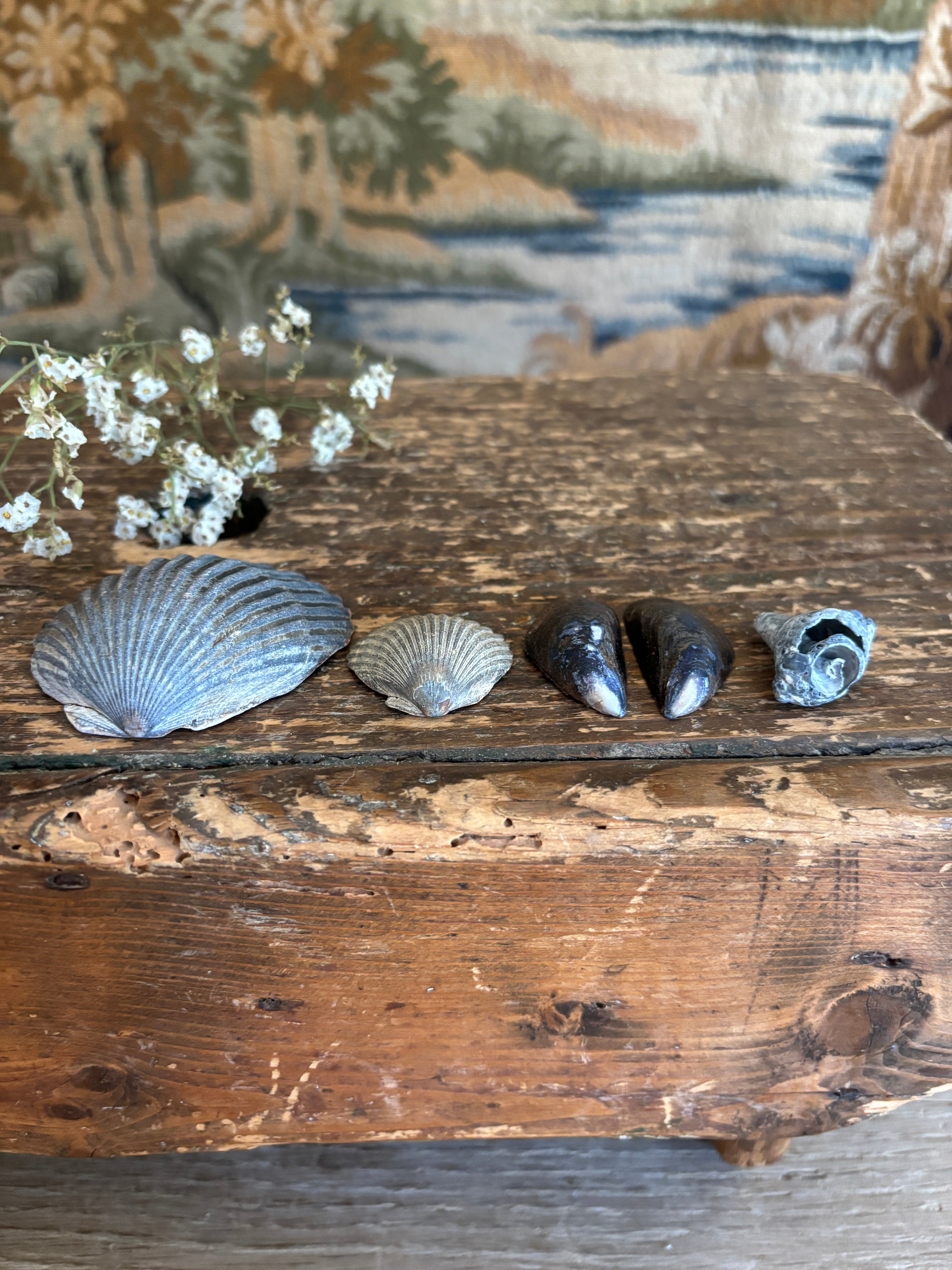 Moody Shell Bundle