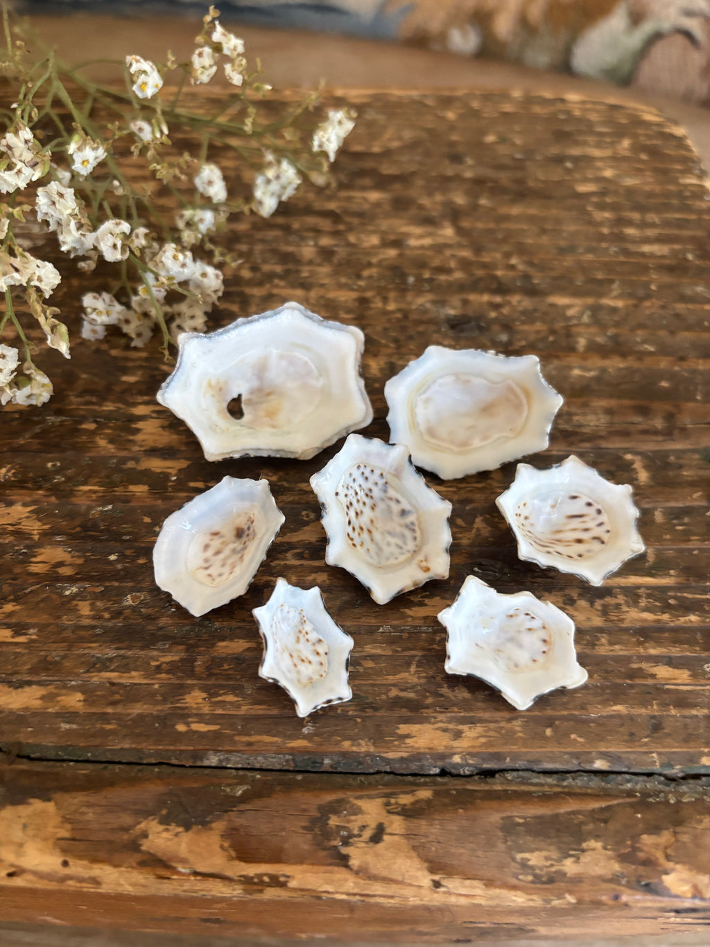Star Limpet Shell Bundle