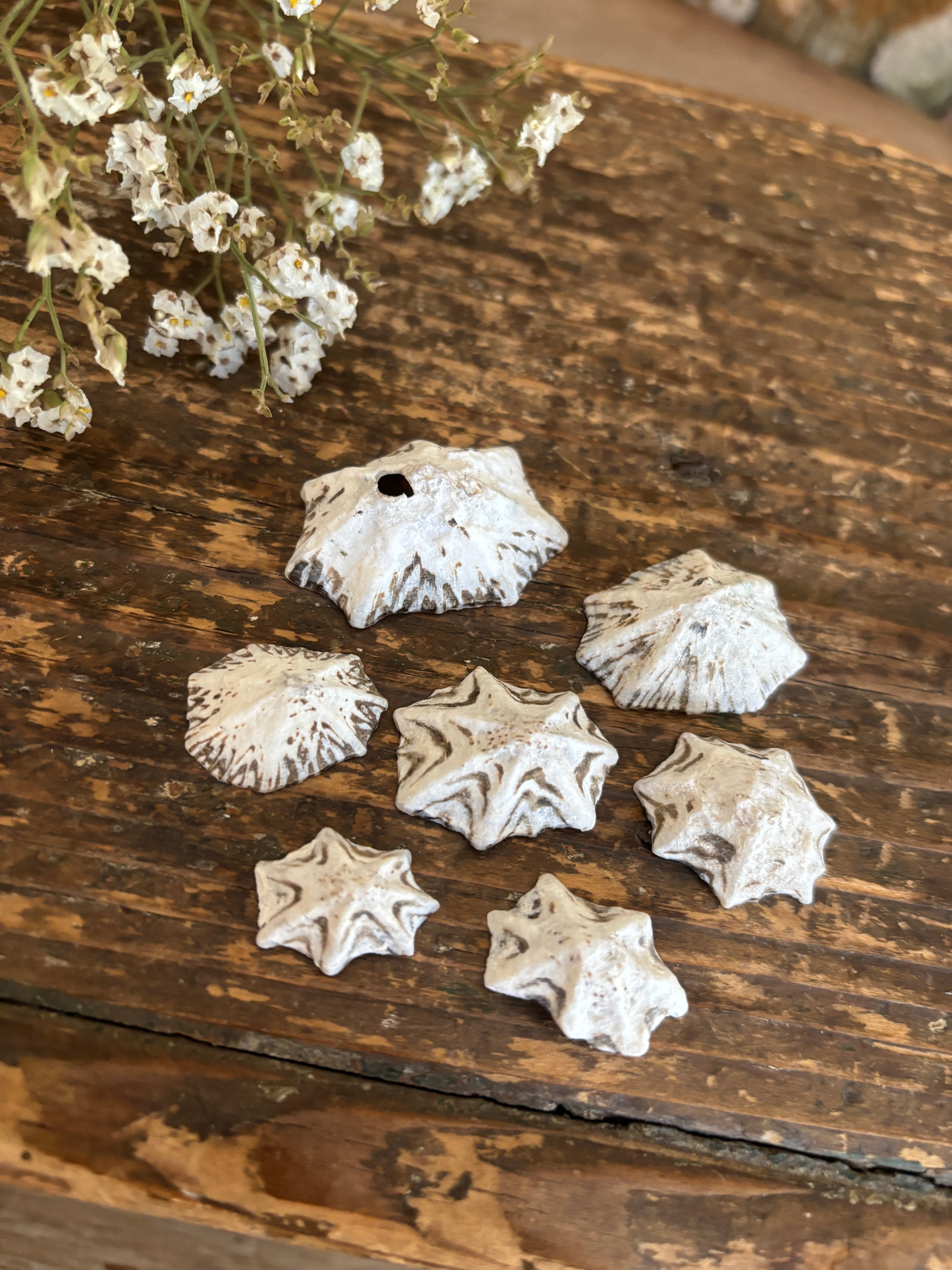 Star Limpet Shell Bundle