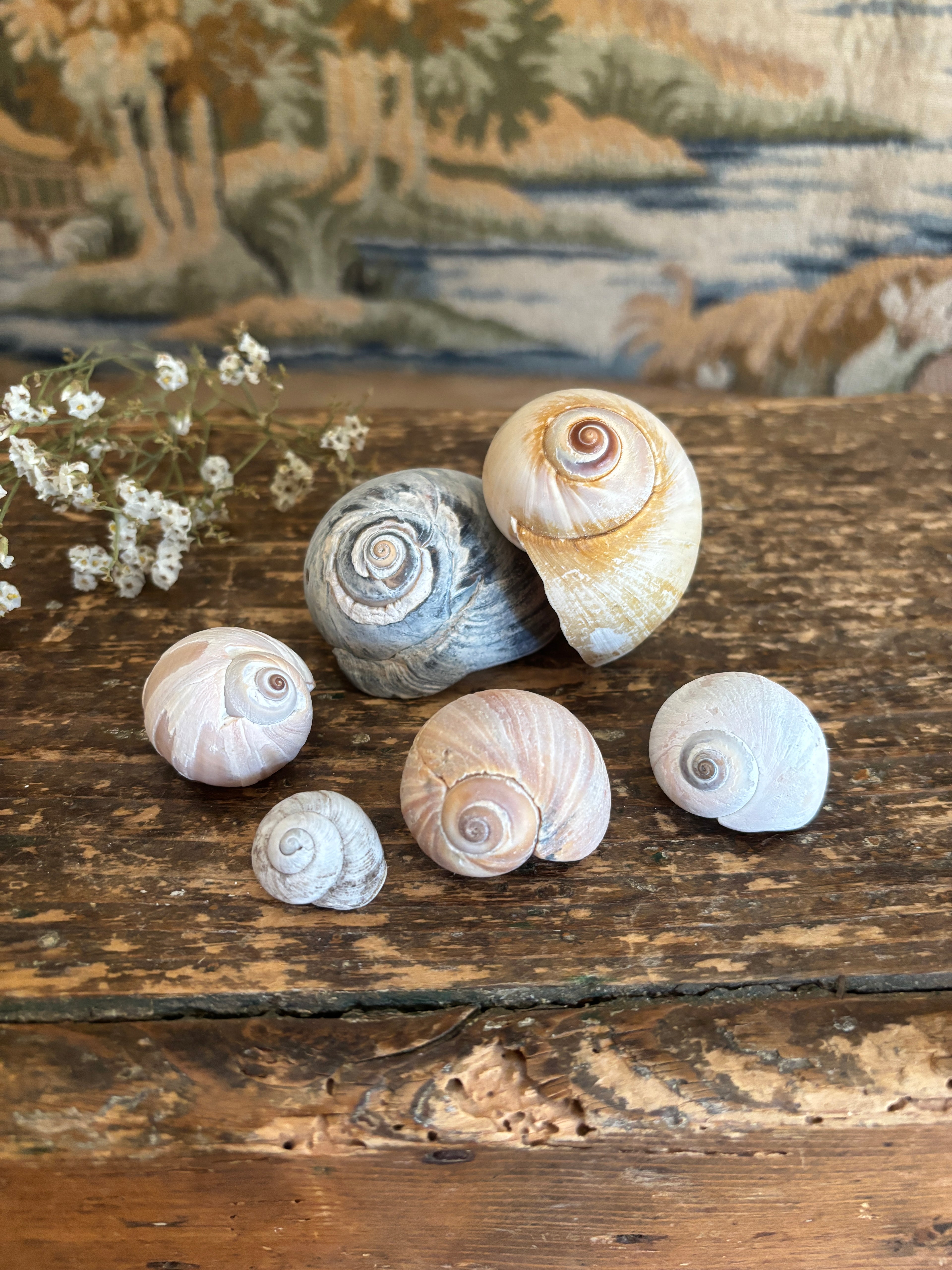Moon Snail Shell Bundle