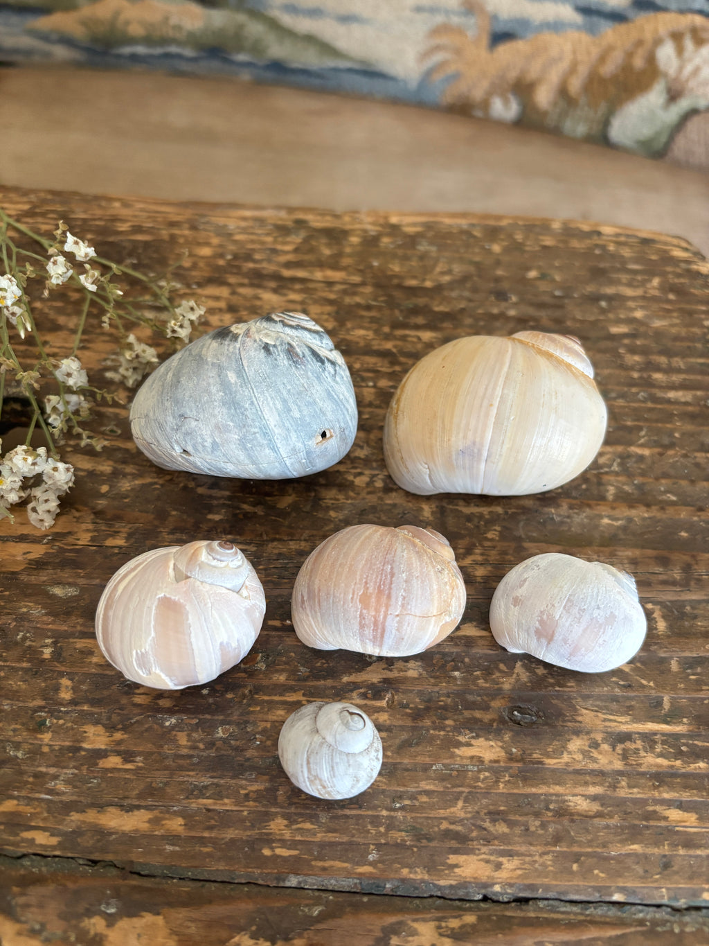Moon Snail Shell Bundle
