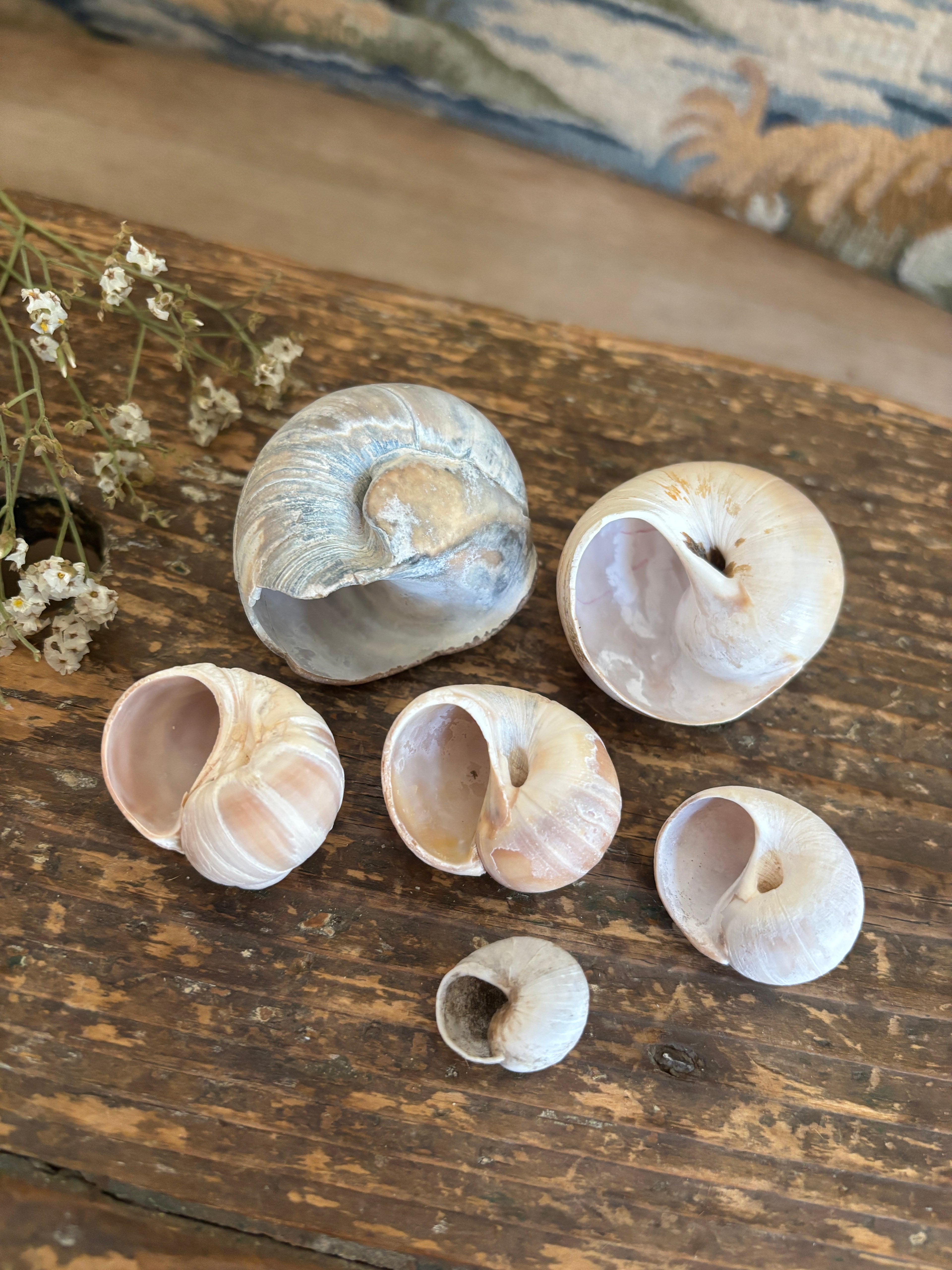 Moon Snail Shell Bundle