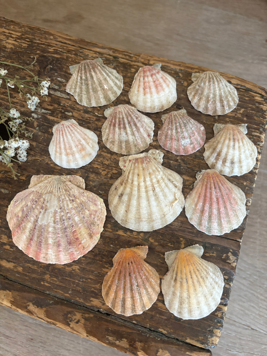 Scallop Shell Bundle - A