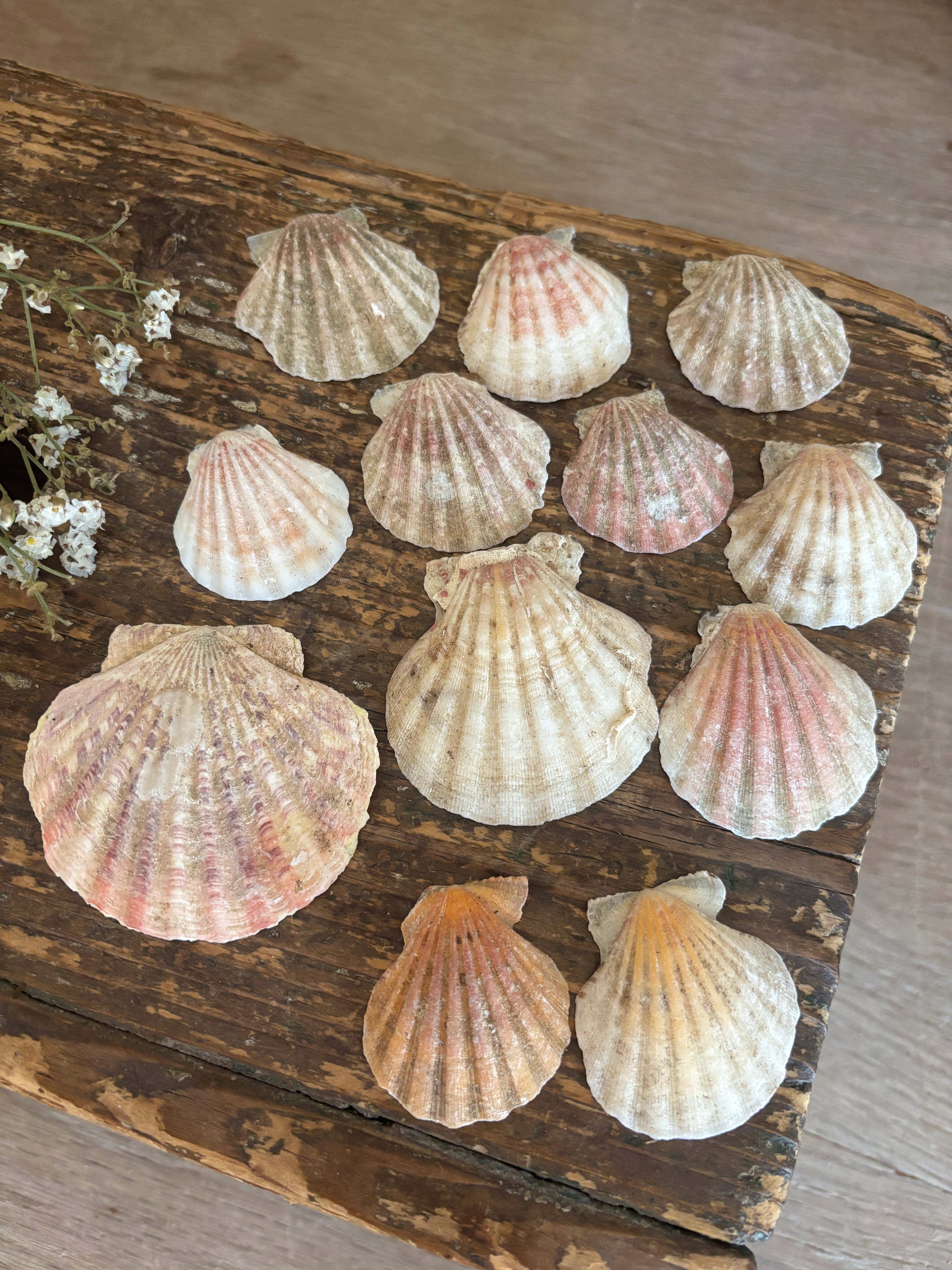 Scallop Shell Bundle - A
