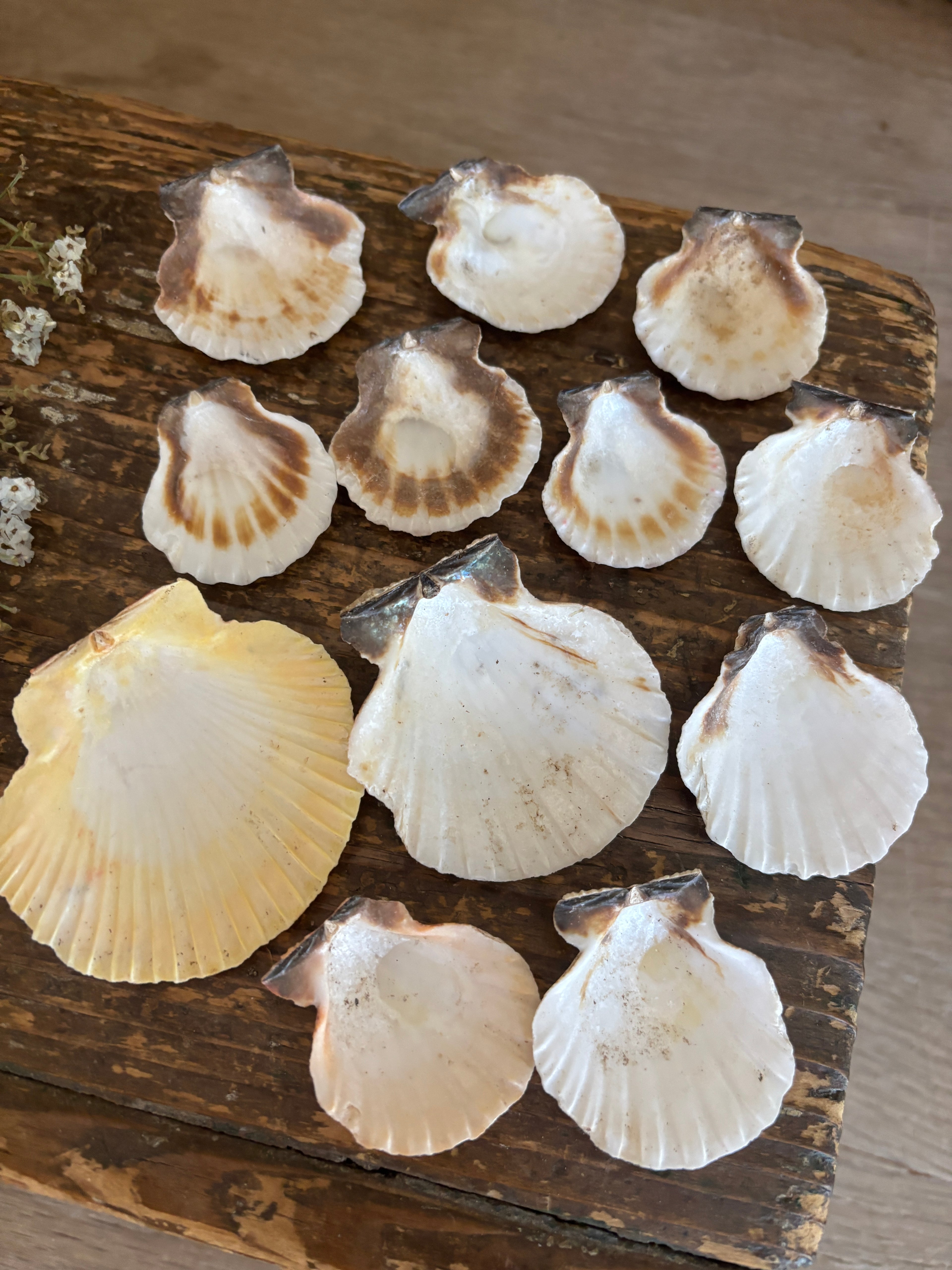 Scallop Shell Bundle - A