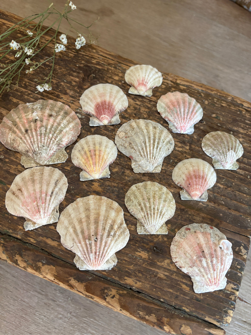 Scallop Shell Bundle - B
