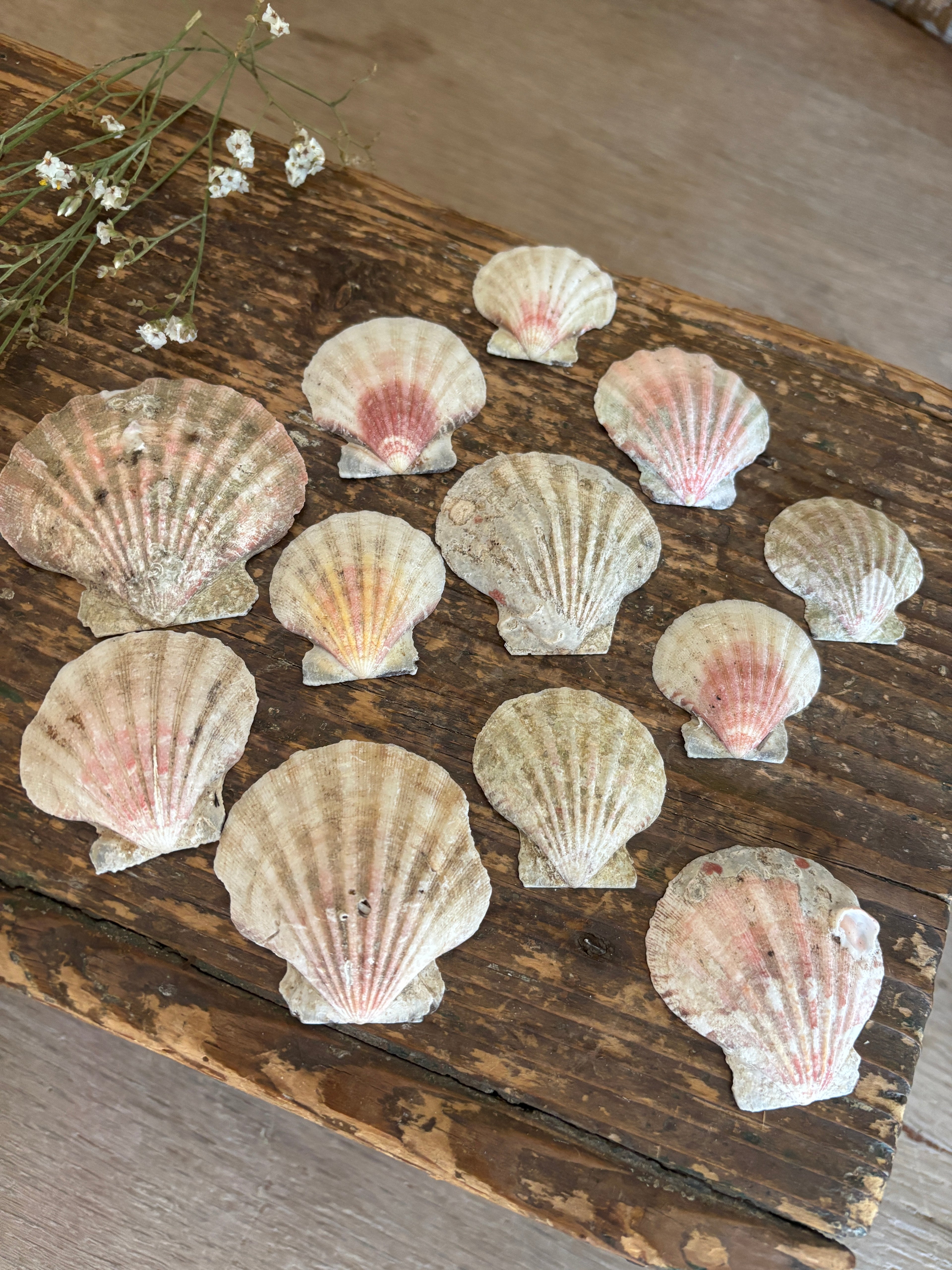 Scallop Shell Bundle - B