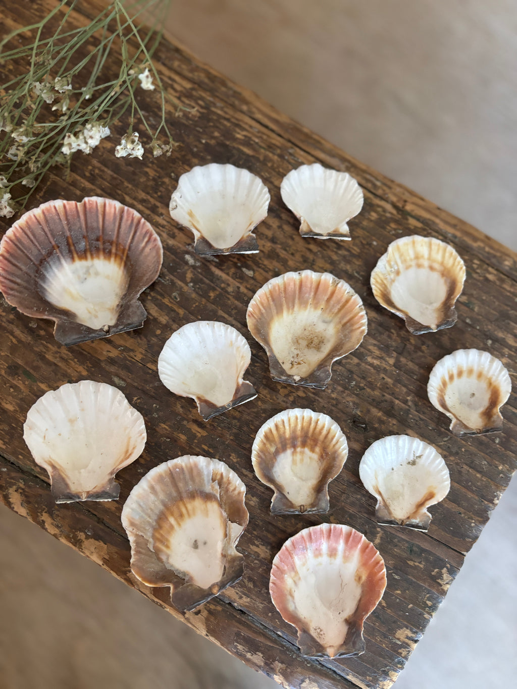 Scallop Shell Bundle - B