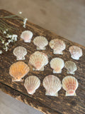 Scallop Shell Bundle - C