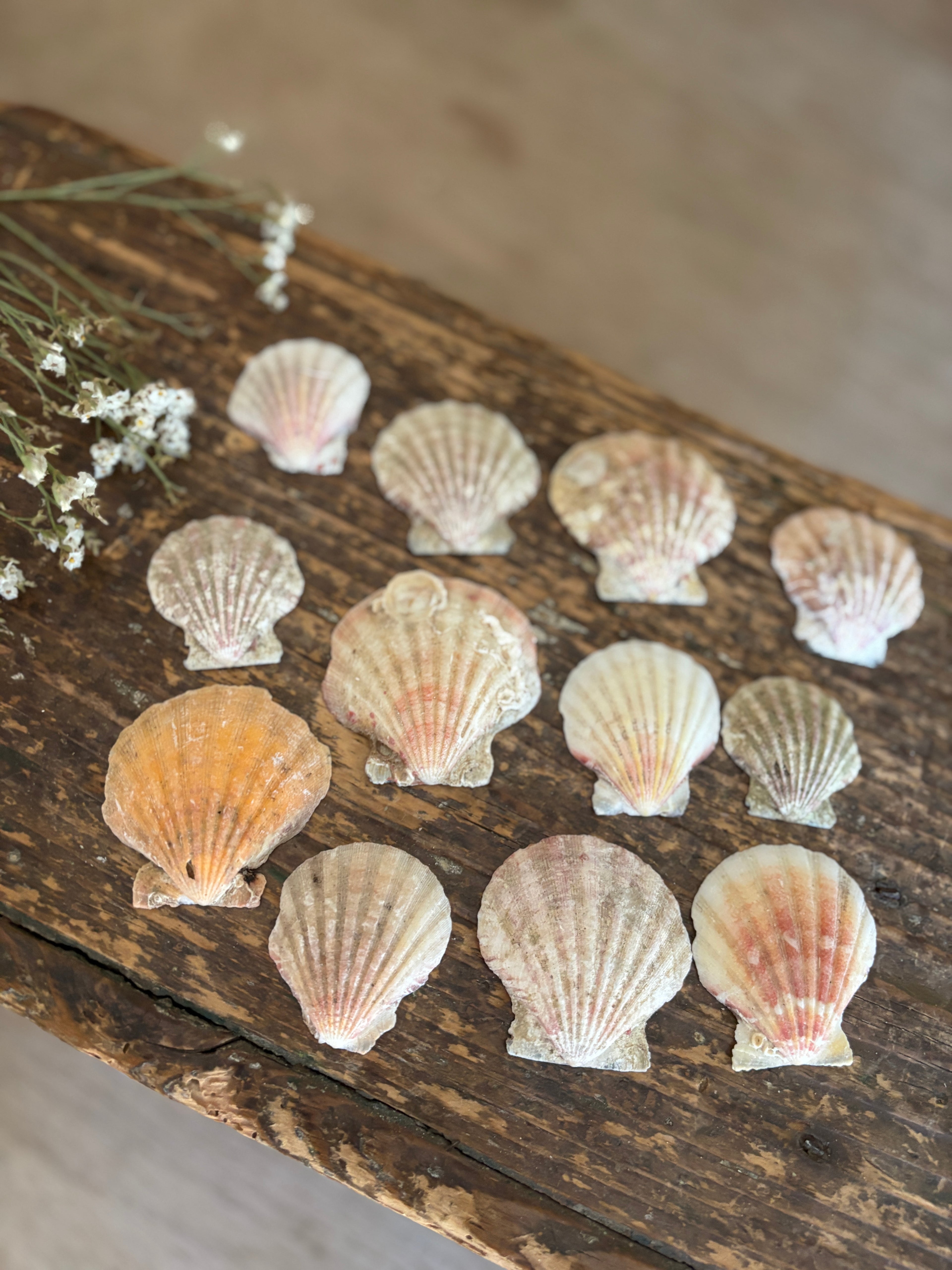 Scallop Shell Bundle - C