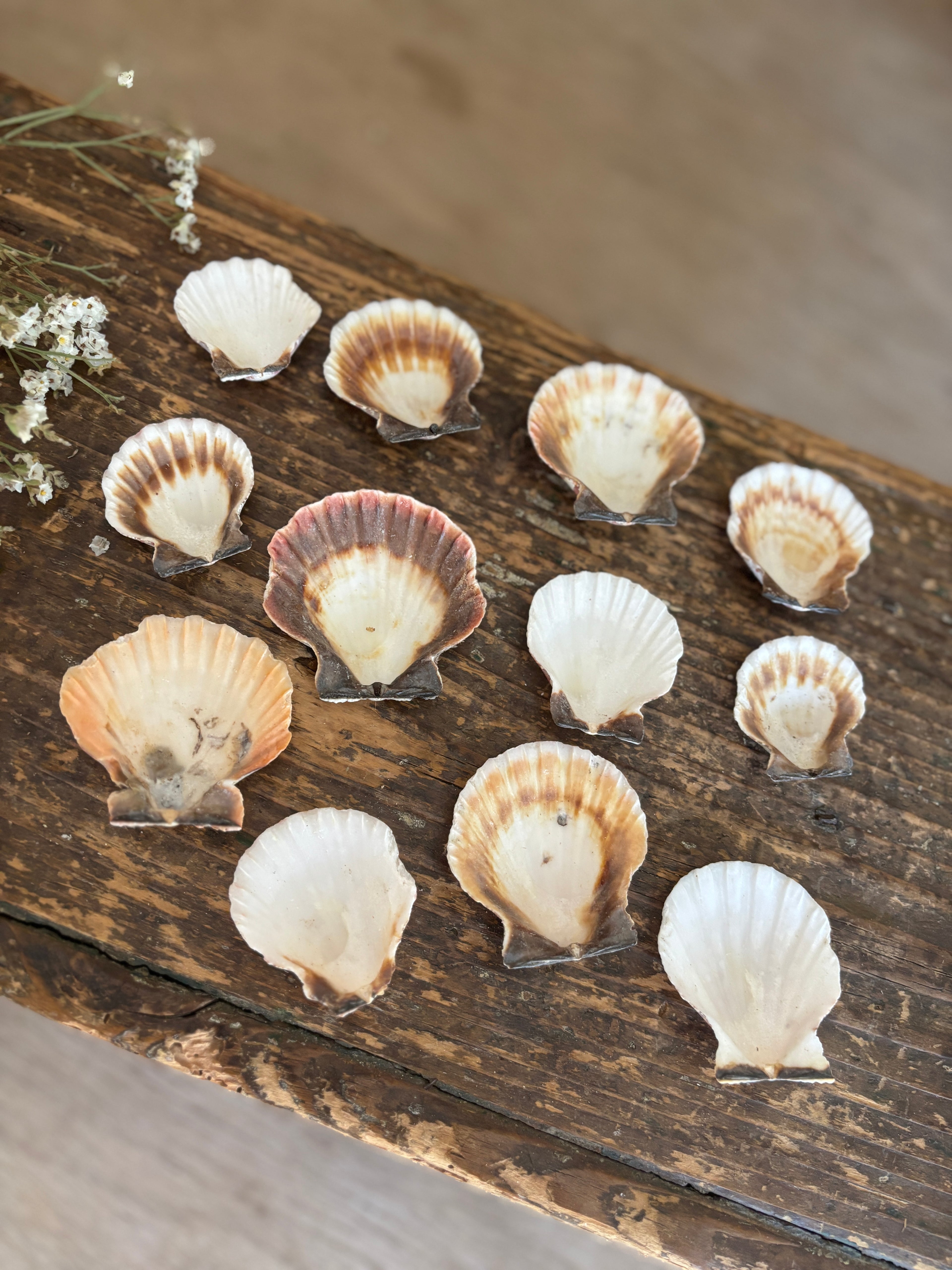 Scallop Shell Bundle - C