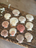 Scallop Shell Bundle - D