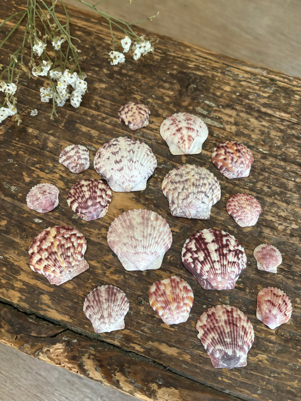 Atlantic Calico Scallop Shell Bundle - A
